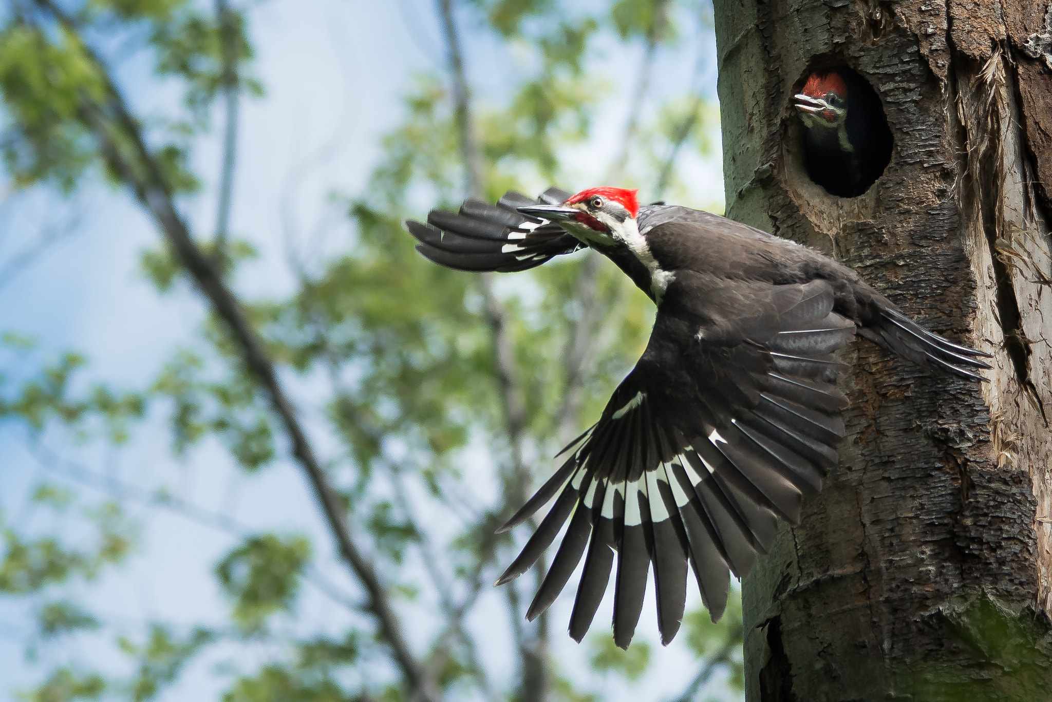 Sigma 150-500mm F5-6.3 DG OS HSM sample photo. Dad, when 'ya going to teach me to fly? photography