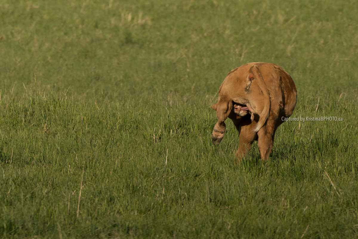Nikon AF-S Nikkor 200-500mm F5.6E ED VR sample photo. I'm ok thanks, i got this! photography