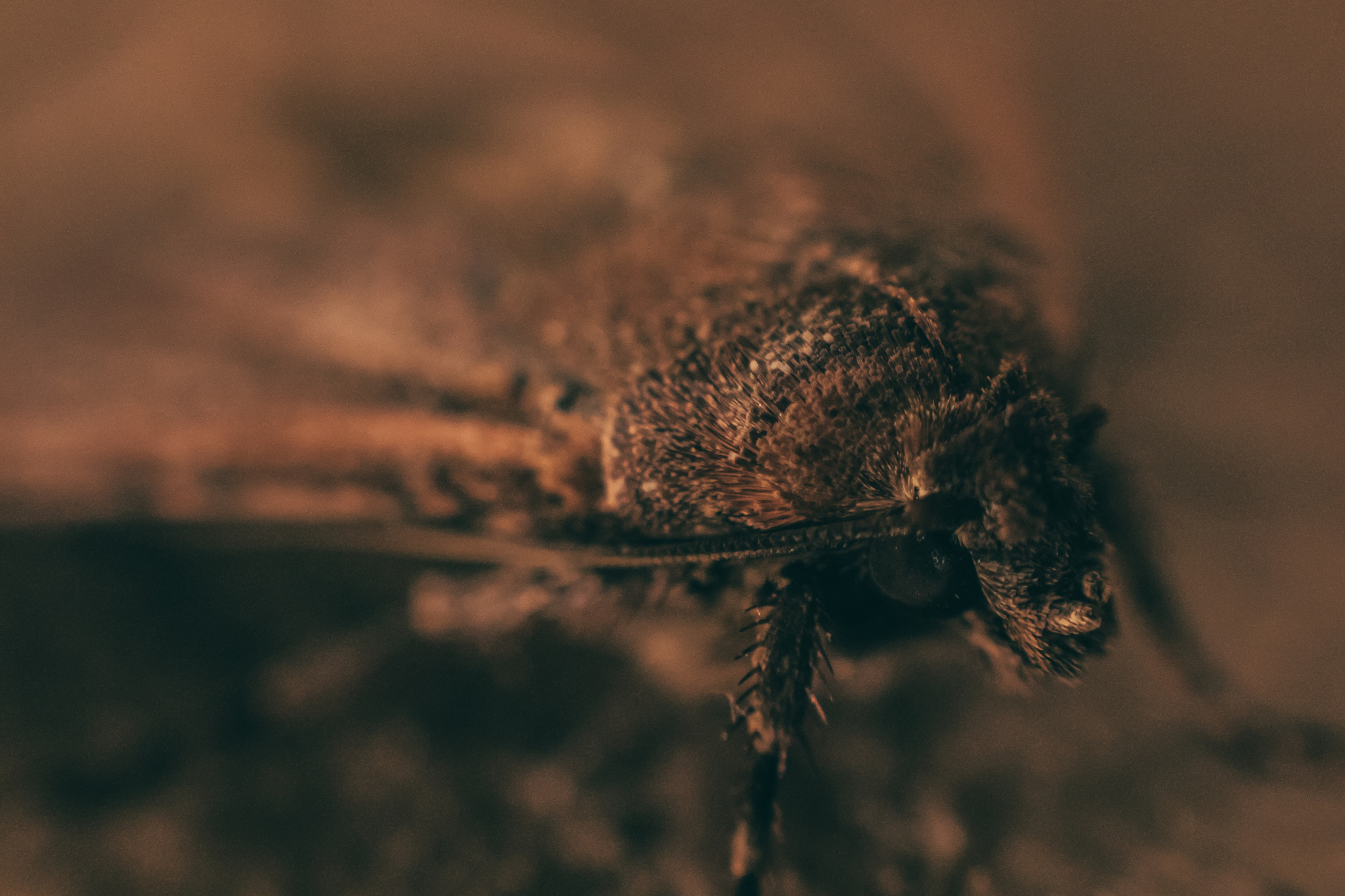 Canon EF 50mm F1.4 USM sample photo. Mam-moth photography