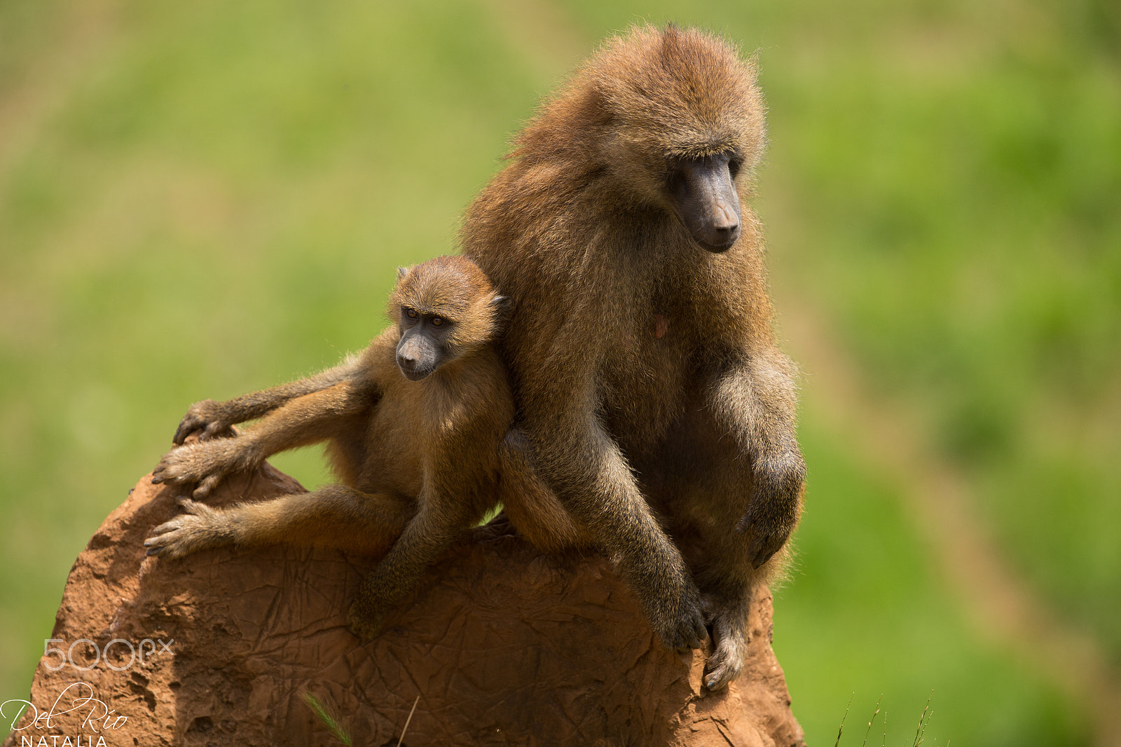 Canon EF 300mm F2.8L IS II USM sample photo. Wildlife cabarceno photography