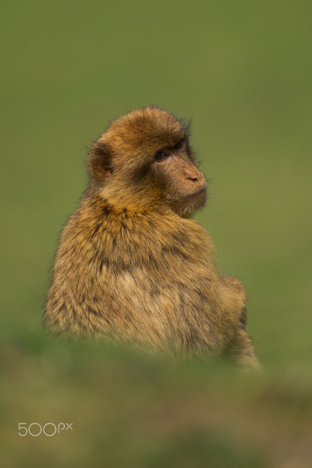Canon EF 300mm F2.8L IS II USM sample photo. Wildlife cabarceno photography