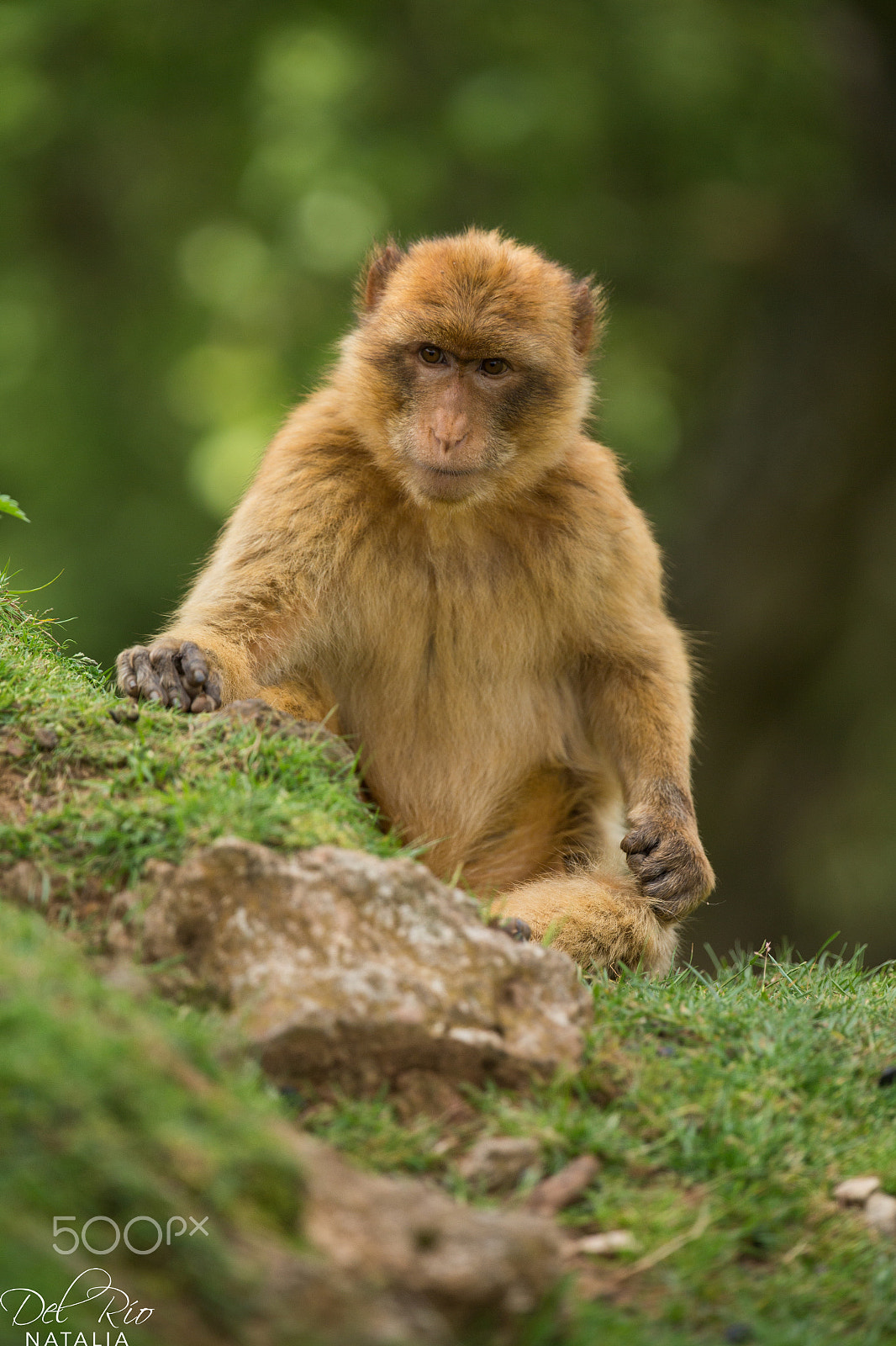 Canon EF 300mm F2.8L IS II USM sample photo. Wildlife cabarceno photography