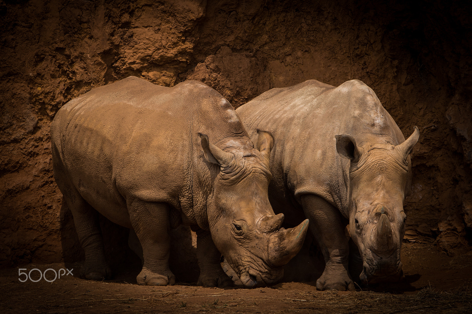 Canon EF 300mm F2.8L IS II USM sample photo. Wildlife cabarceno photography
