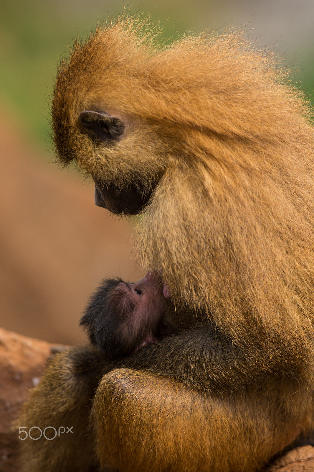 Canon EF 300mm F2.8L IS II USM sample photo. Wildlife cabarceno photography