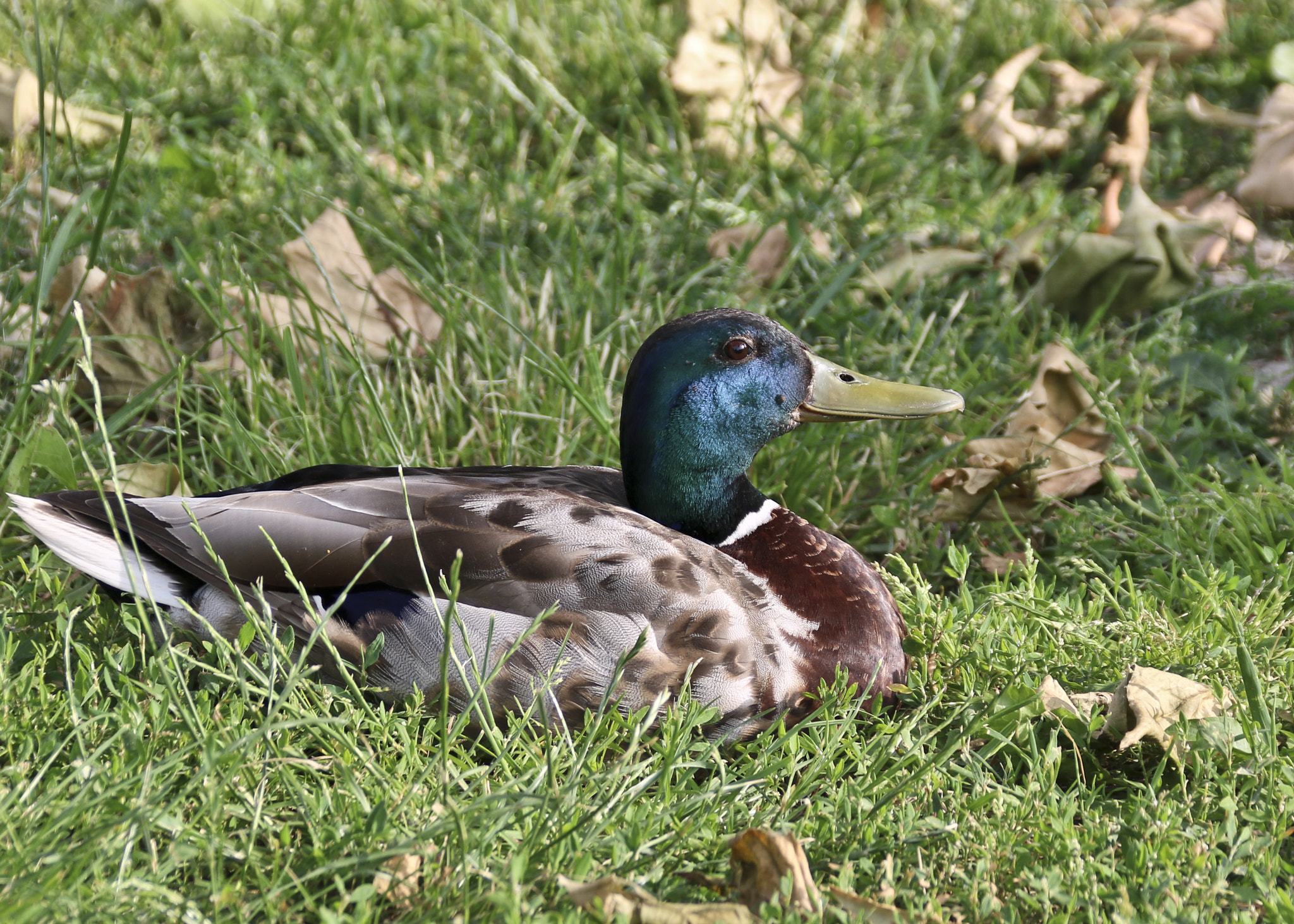 Canon EOS 760D (EOS Rebel T6s / EOS 8000D) + Canon EF 75-300mm F4.0-5.6 IS USM sample photo. Duck in the grass photography