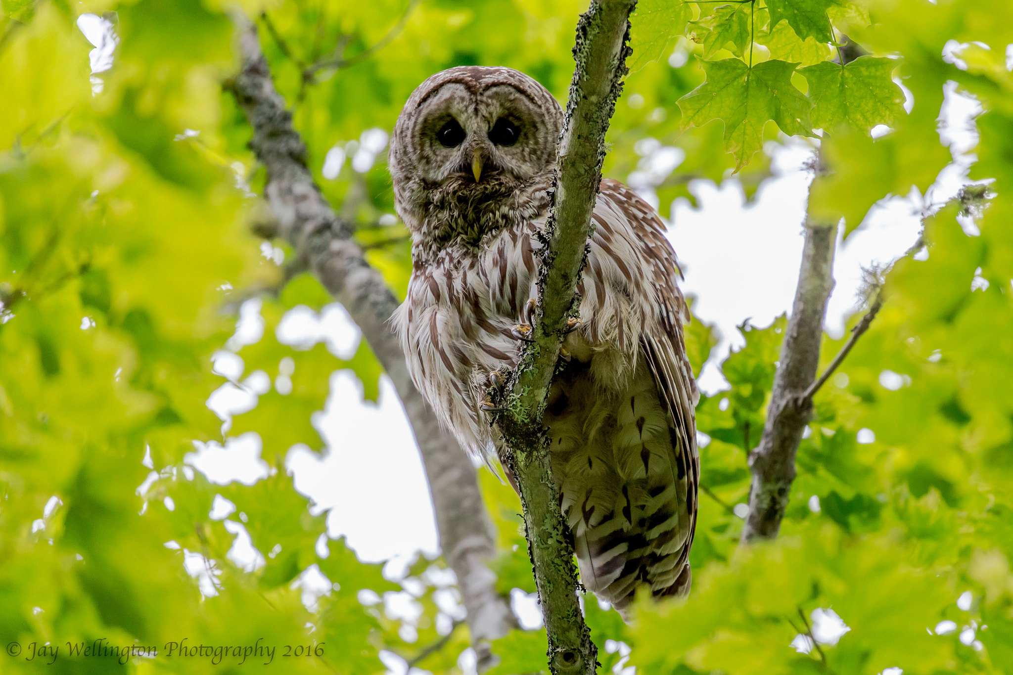 Canon EF 100-400mm F4.5-5.6L IS II USM sample photo. Barred owl in acadia national park photography