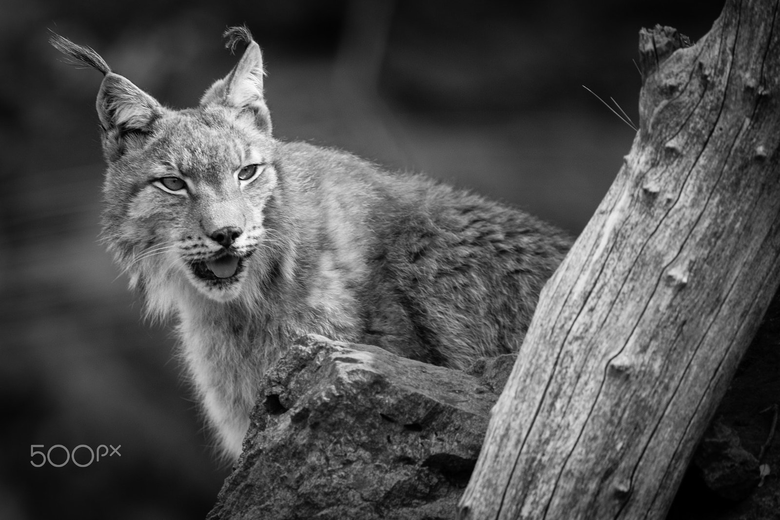 Canon EF 300mm F2.8L IS II USM sample photo. Wildlife cabarceno photography