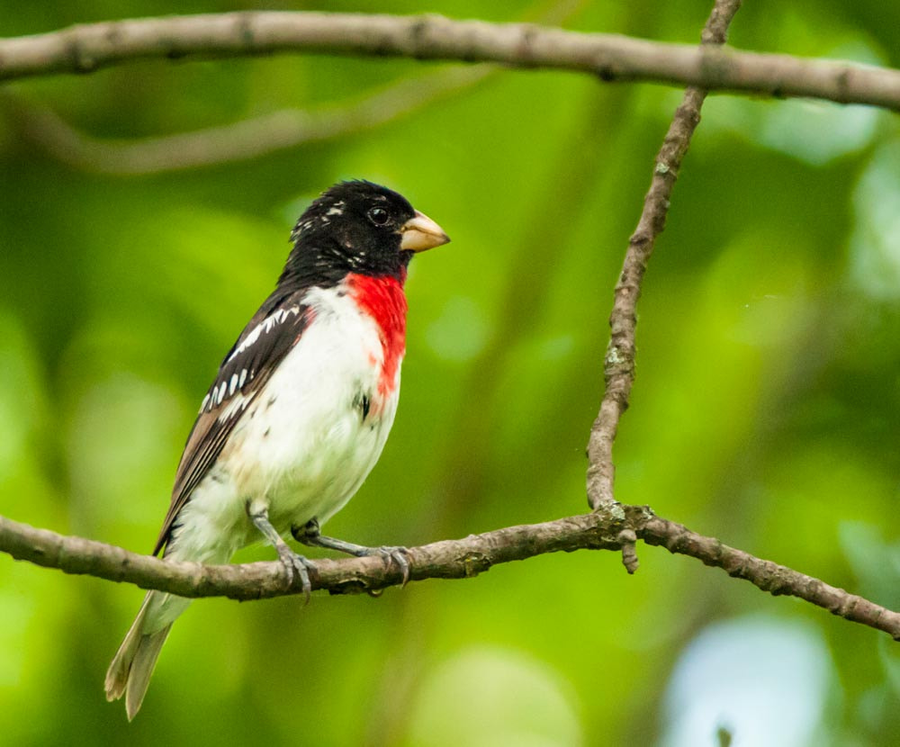 Sigma 150-600mm F5-6.3 DG OS HSM | C sample photo. The rose breasted grosbeak photography