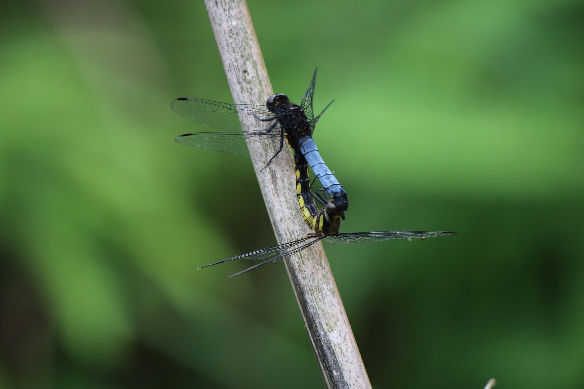 Canon EOS 100D (EOS Rebel SL1 / EOS Kiss X7) sample photo. 早有蜻蜓立上头 photography
