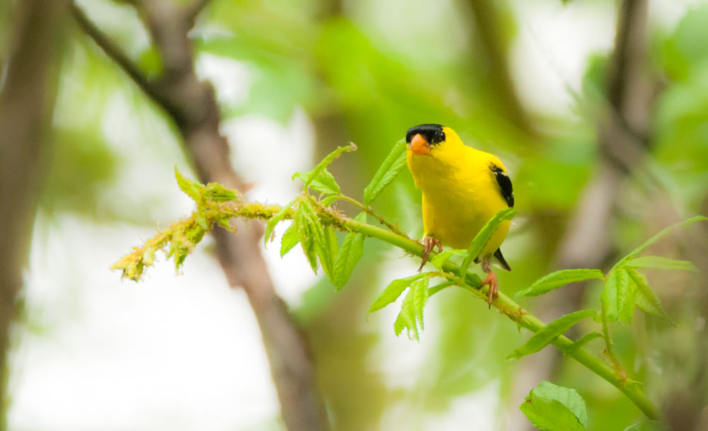 Sigma 150-600mm F5-6.3 DG OS HSM | C sample photo. Male goldfinch photography