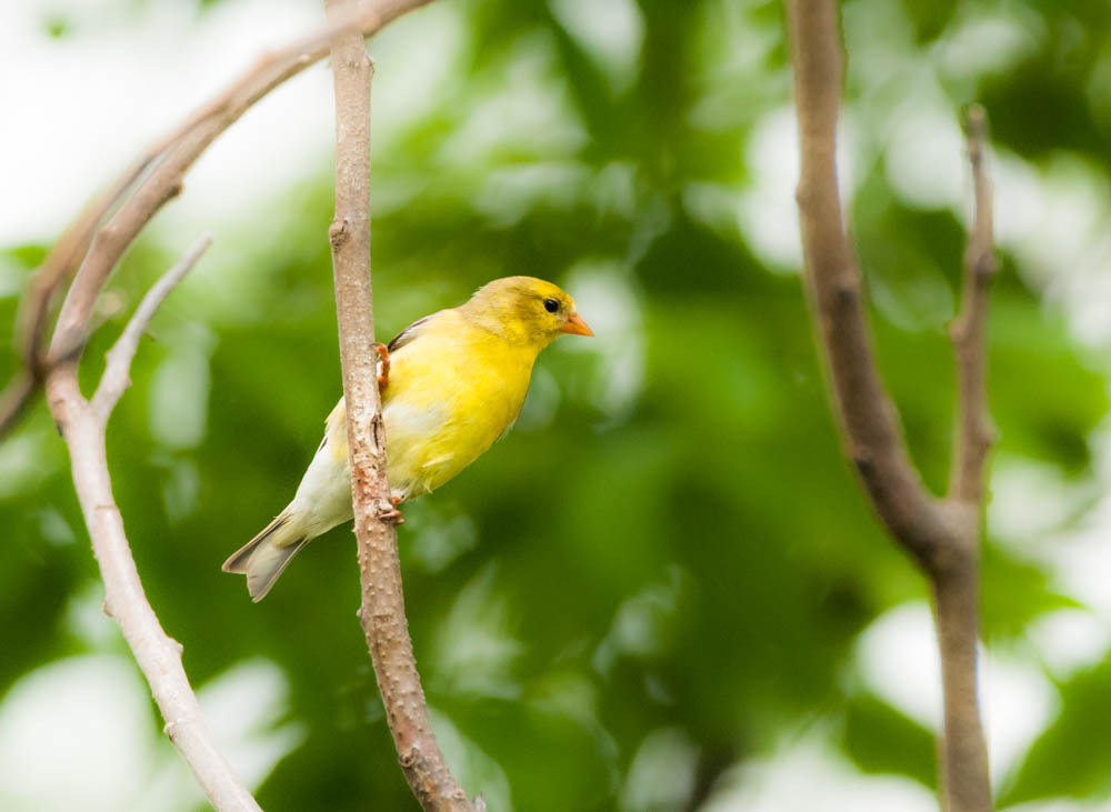 Sigma 150-600mm F5-6.3 DG OS HSM | C sample photo. Female goldfinch photography