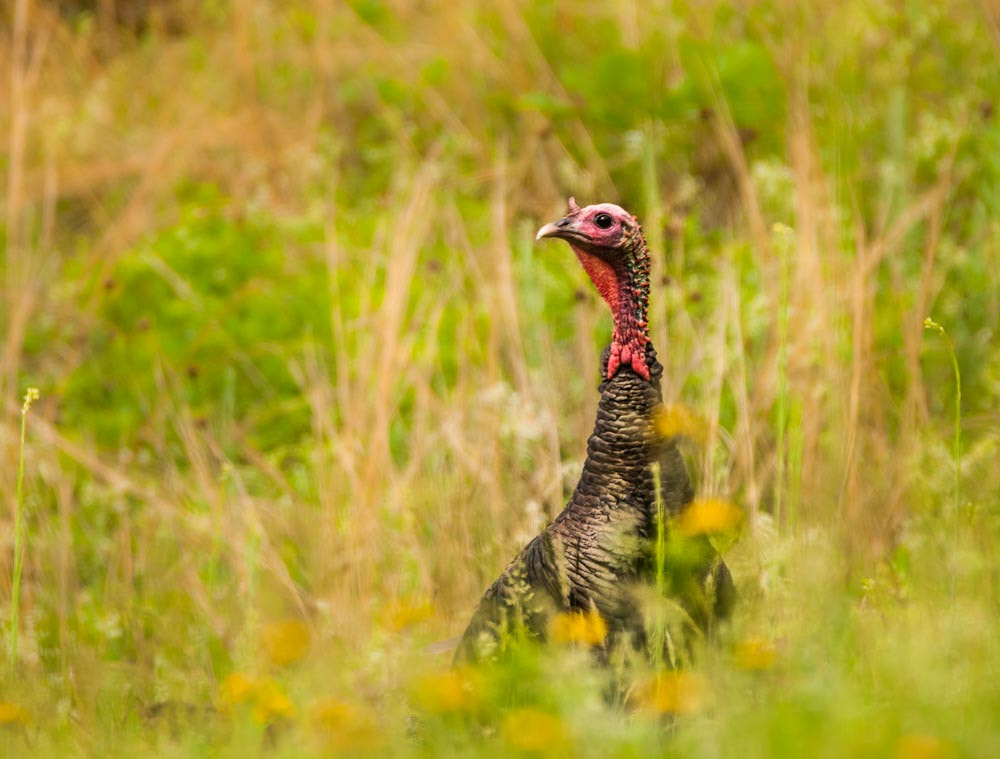 Sigma 150-600mm F5-6.3 DG OS HSM | C sample photo. Wild turkey photography