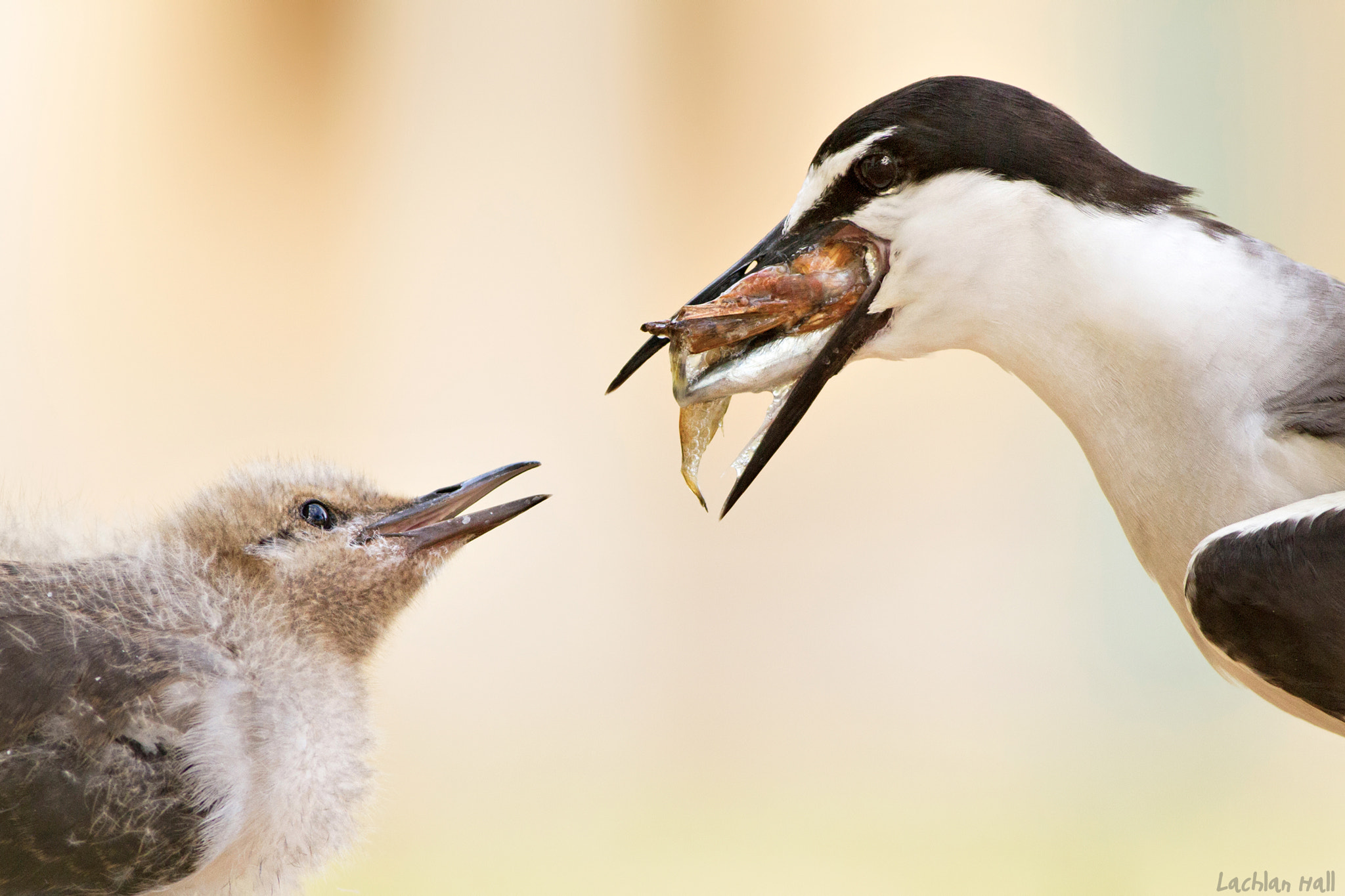 Canon EOS 7D + Canon EF 400mm F5.6L USM sample photo. Bridled terns photography