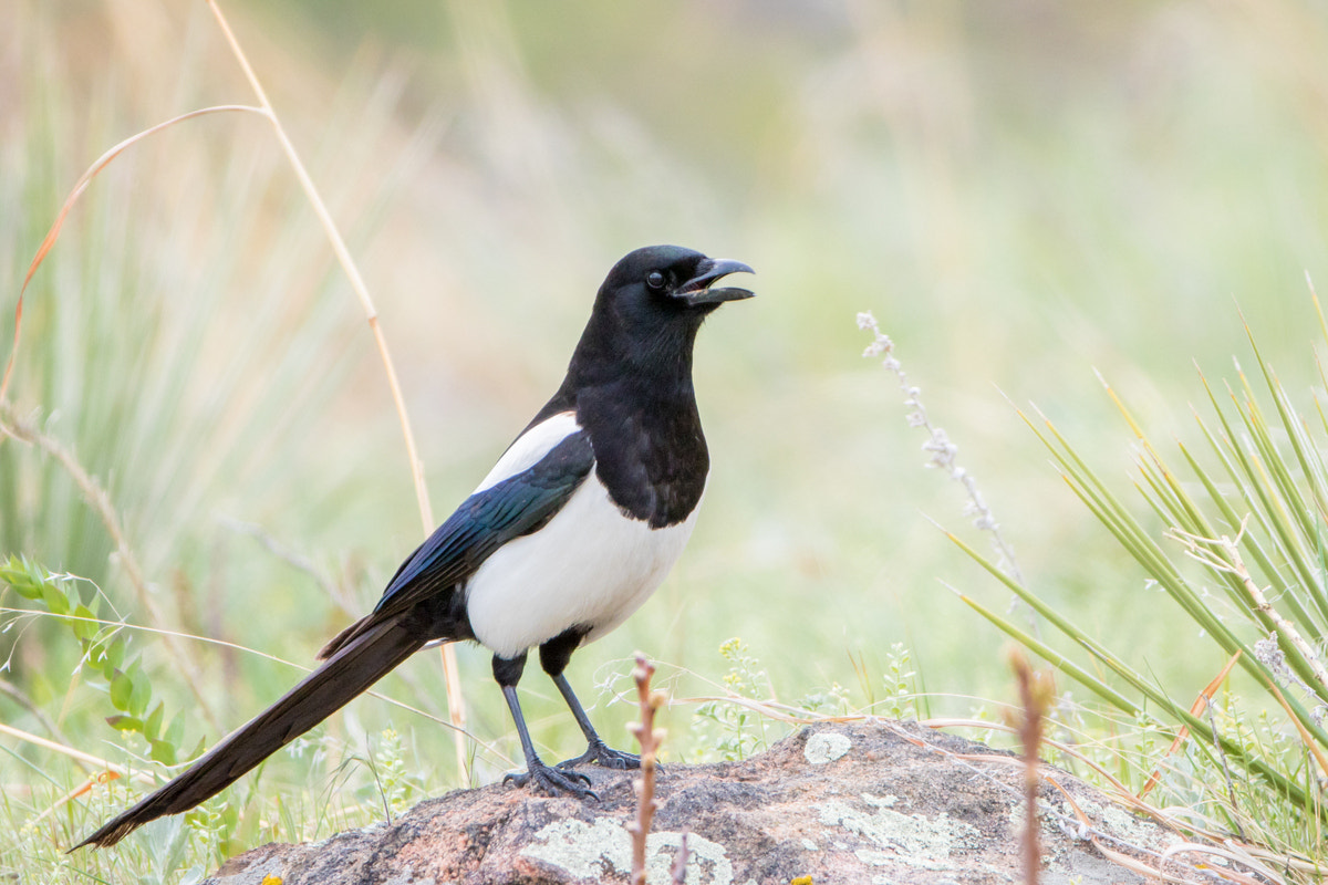 Canon EF 200-400mm F4L IS USM Extender 1.4x sample photo. Black-billed magpie photography
