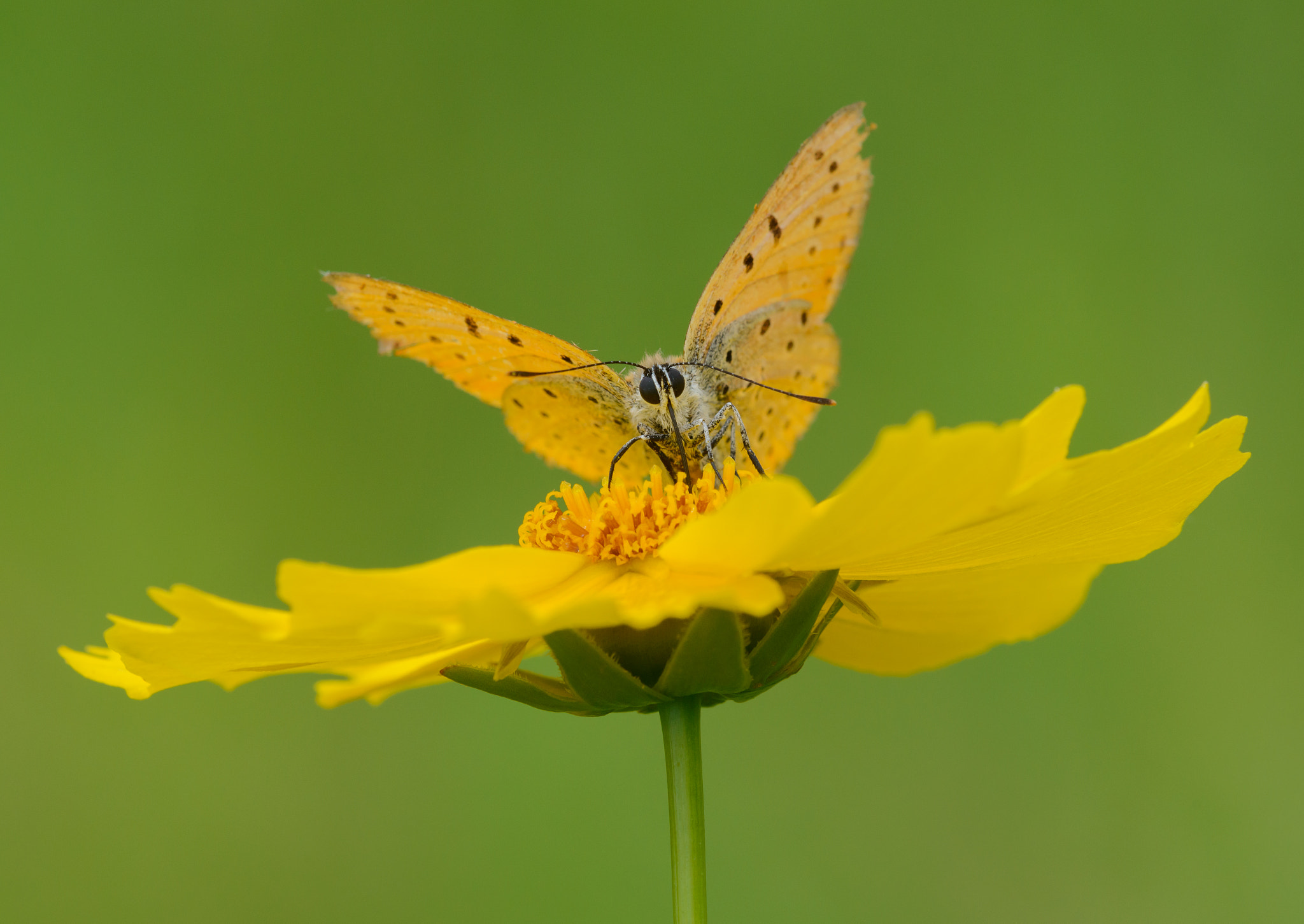 Sigma 150mm F2.8 EX DG Macro HSM sample photo. Large copper butterfly (male) photography