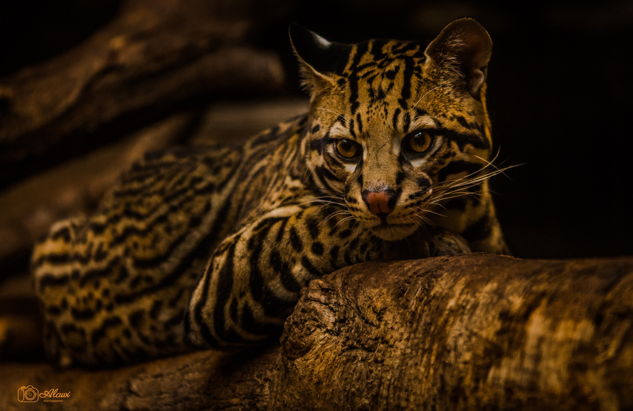 Sigma 70-200mm F2.8 EX DG OS HSM sample photo. Wildcat photography