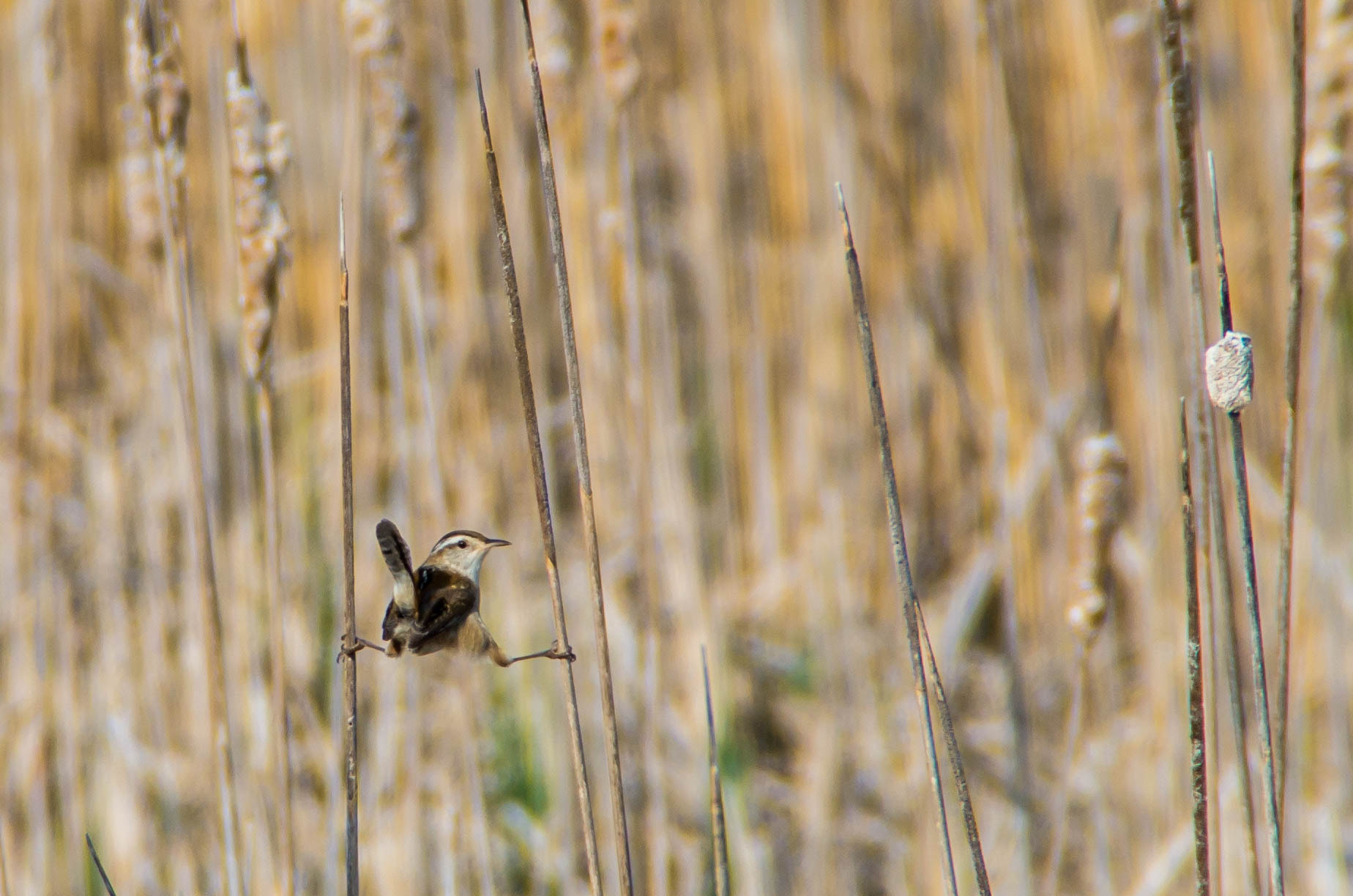 Tamron AF 18-200mm F3.5-6.3 XR Di II LD Aspherical (IF) Macro sample photo. Just hangin' out photography