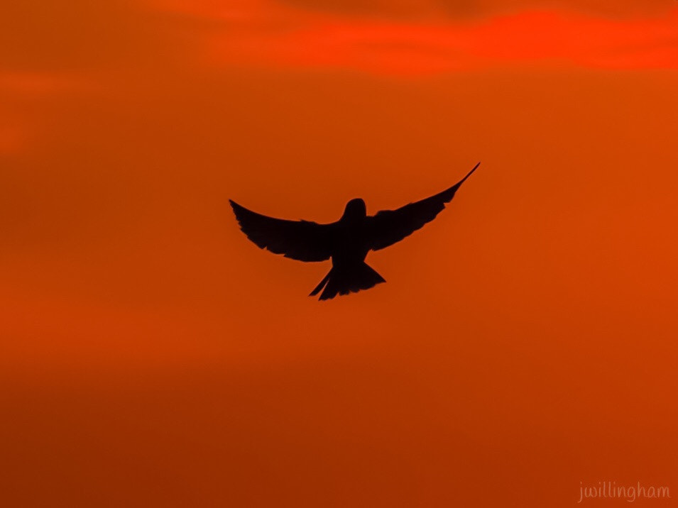 Olympus PEN E-PM2 sample photo. Fly photography