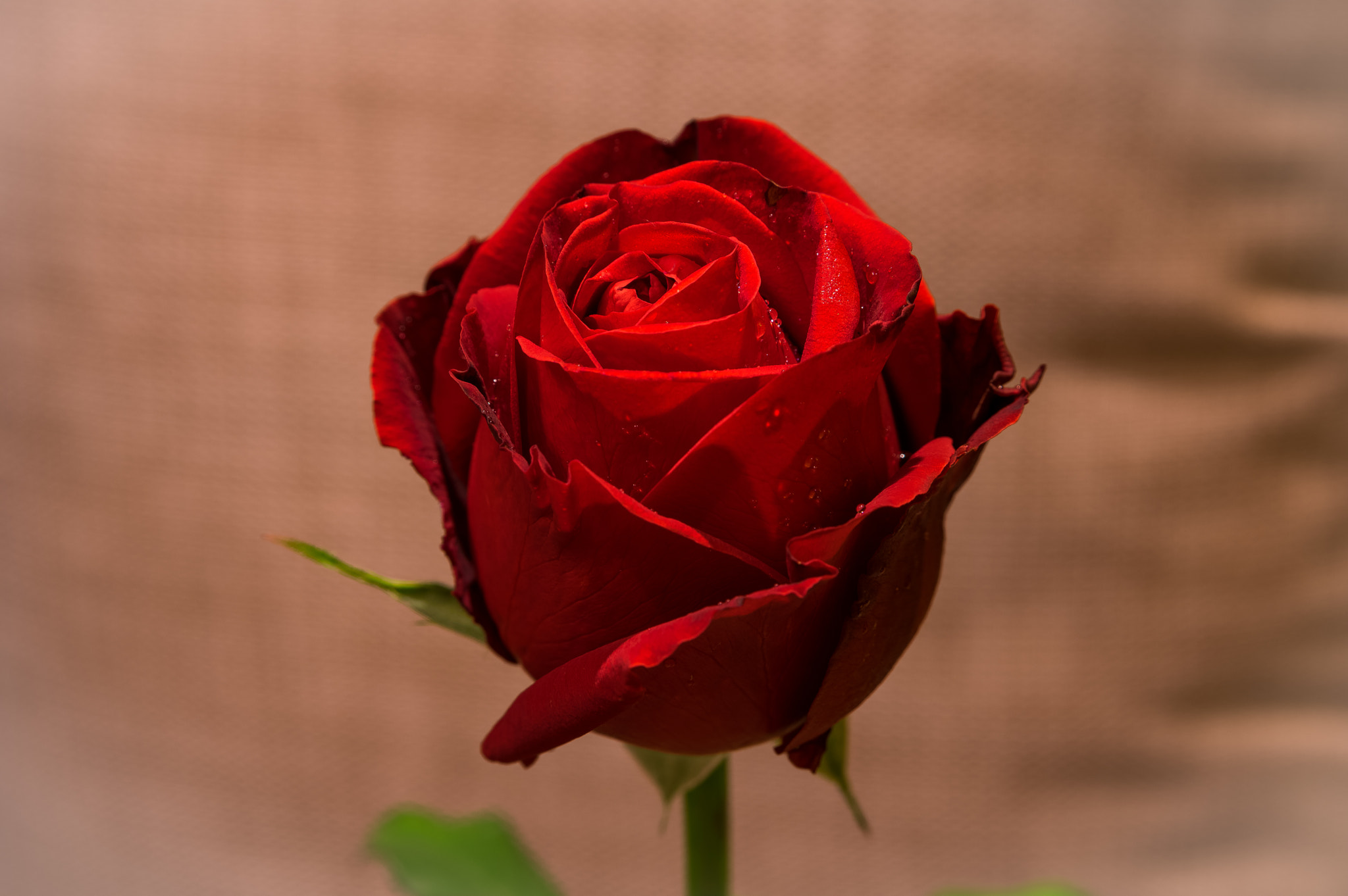 Tamron AF 28-75mm F2.8 XR Di LD Aspherical (IF) sample photo. Rose photography