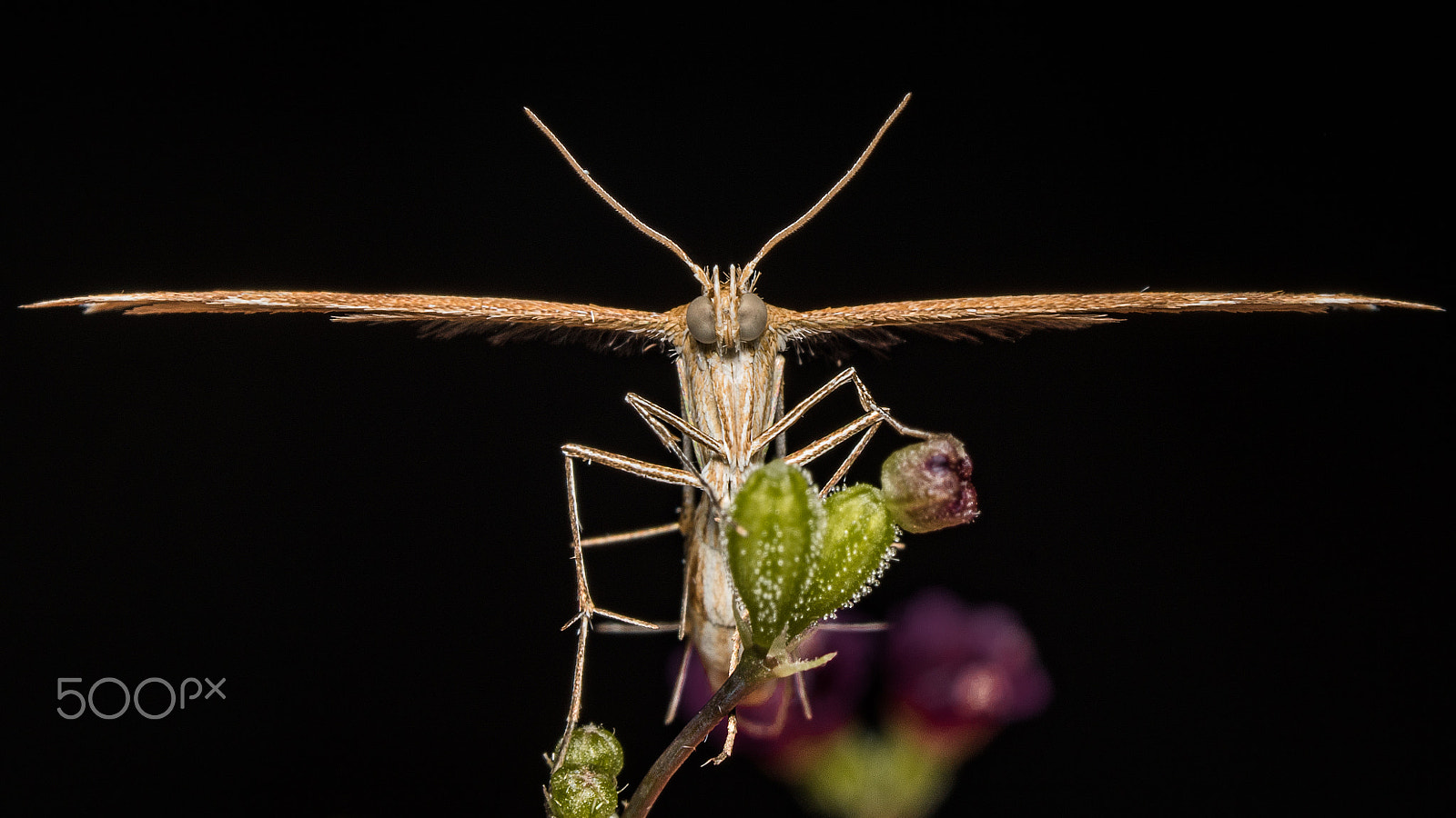 Olympus M.Zuiko Digital ED 60mm F2.8 Macro sample photo. Moth photography