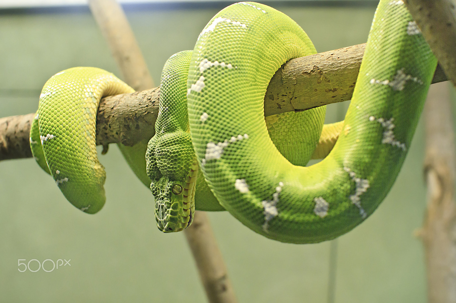 Canon EOS 7D + Sigma 30mm f/1.4 DC HSM sample photo. Green python photography