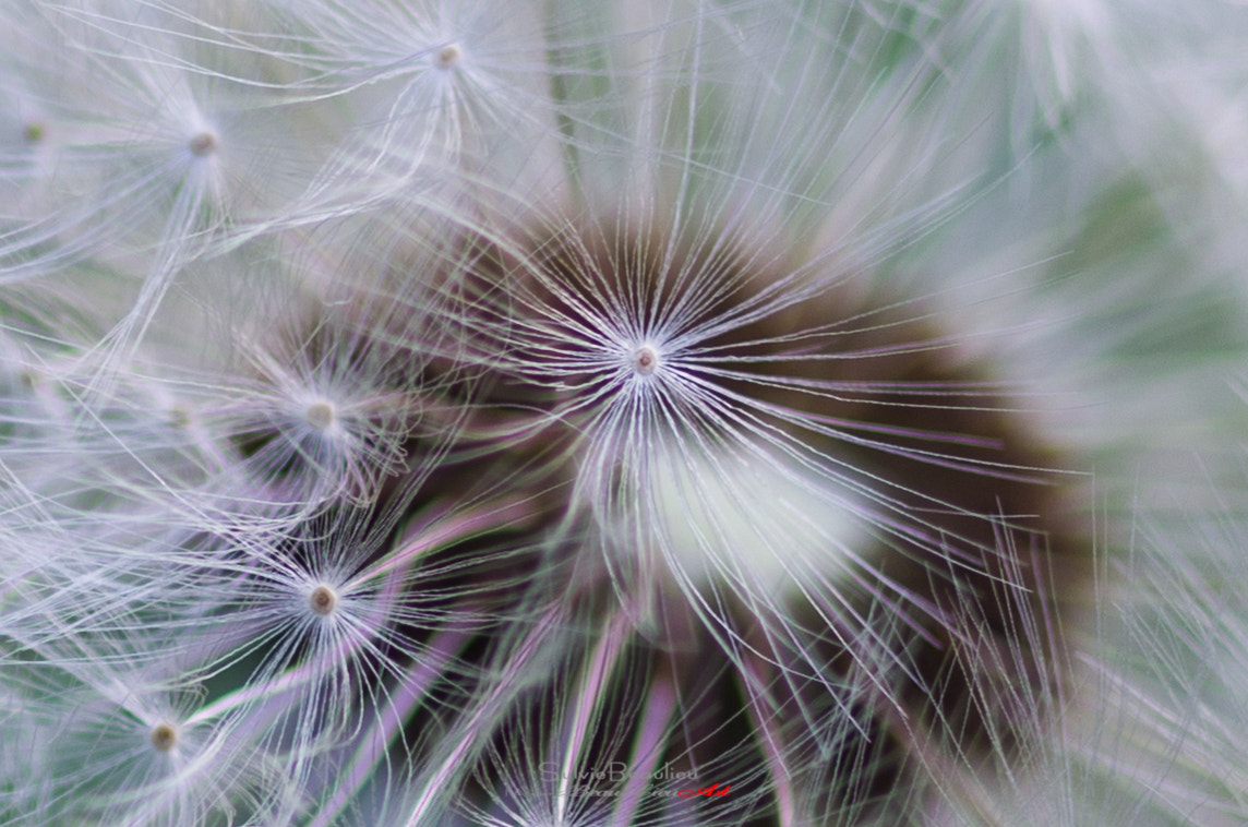 Pentax smc D-FA 50mm F2.8 Macro sample photo. Étoiles duveteuses (fluffy stars) photography
