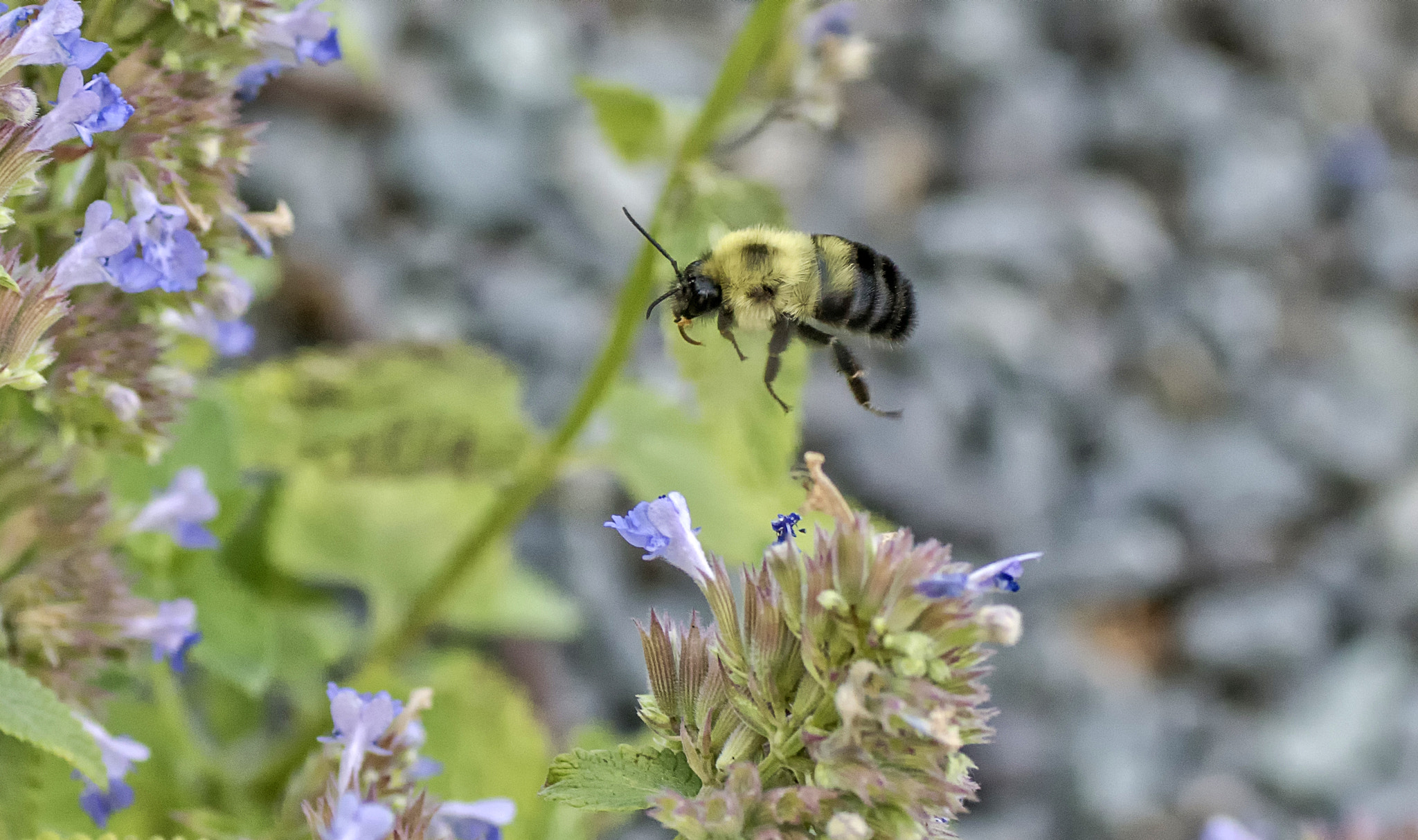 Sony ILCA-77M2 + Tamron SP AF 90mm F2.8 Di Macro sample photo. Floating photography