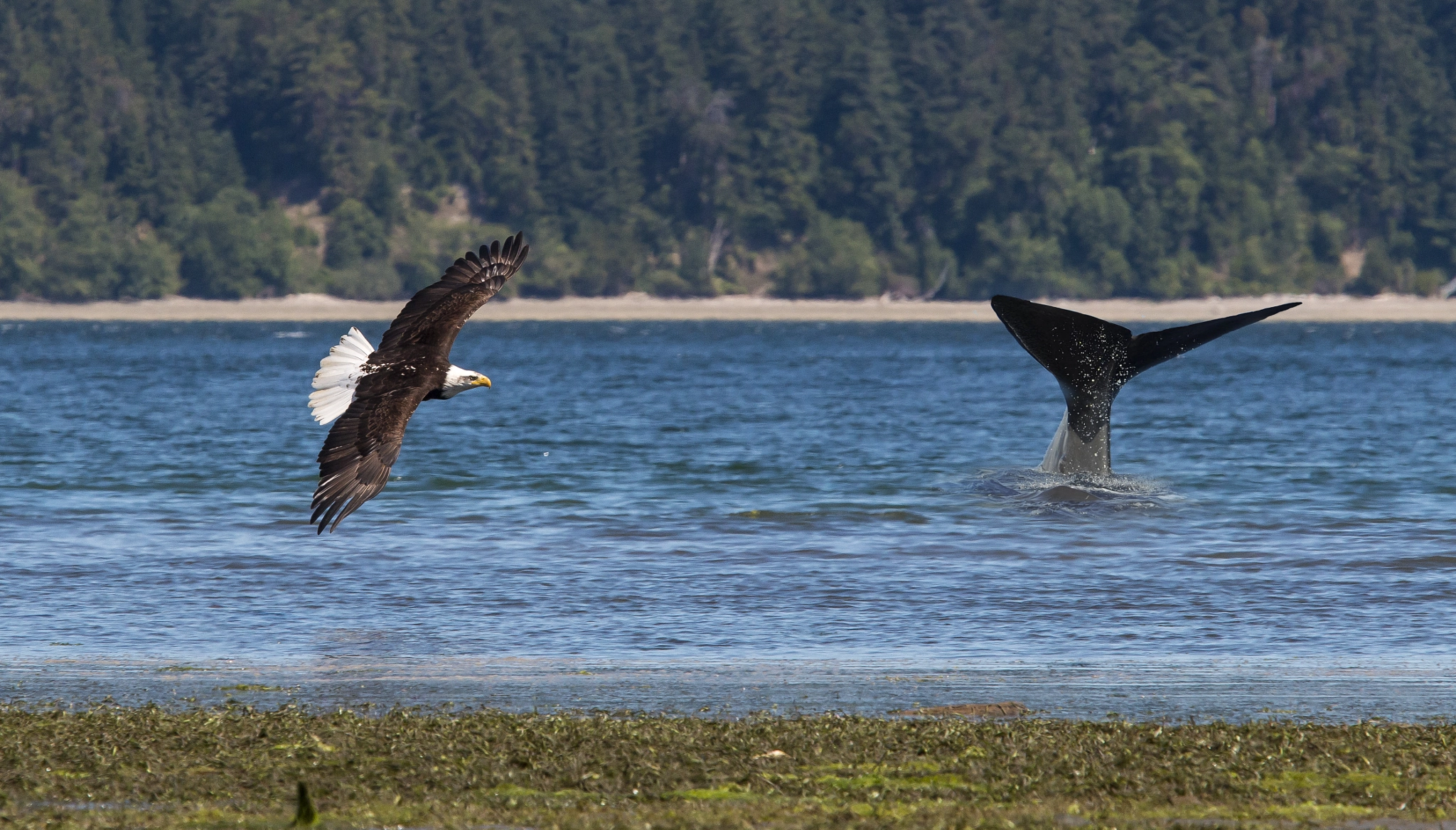 Canon EF 70-200mm F2.8L USM sample photo. Above and beneath photography