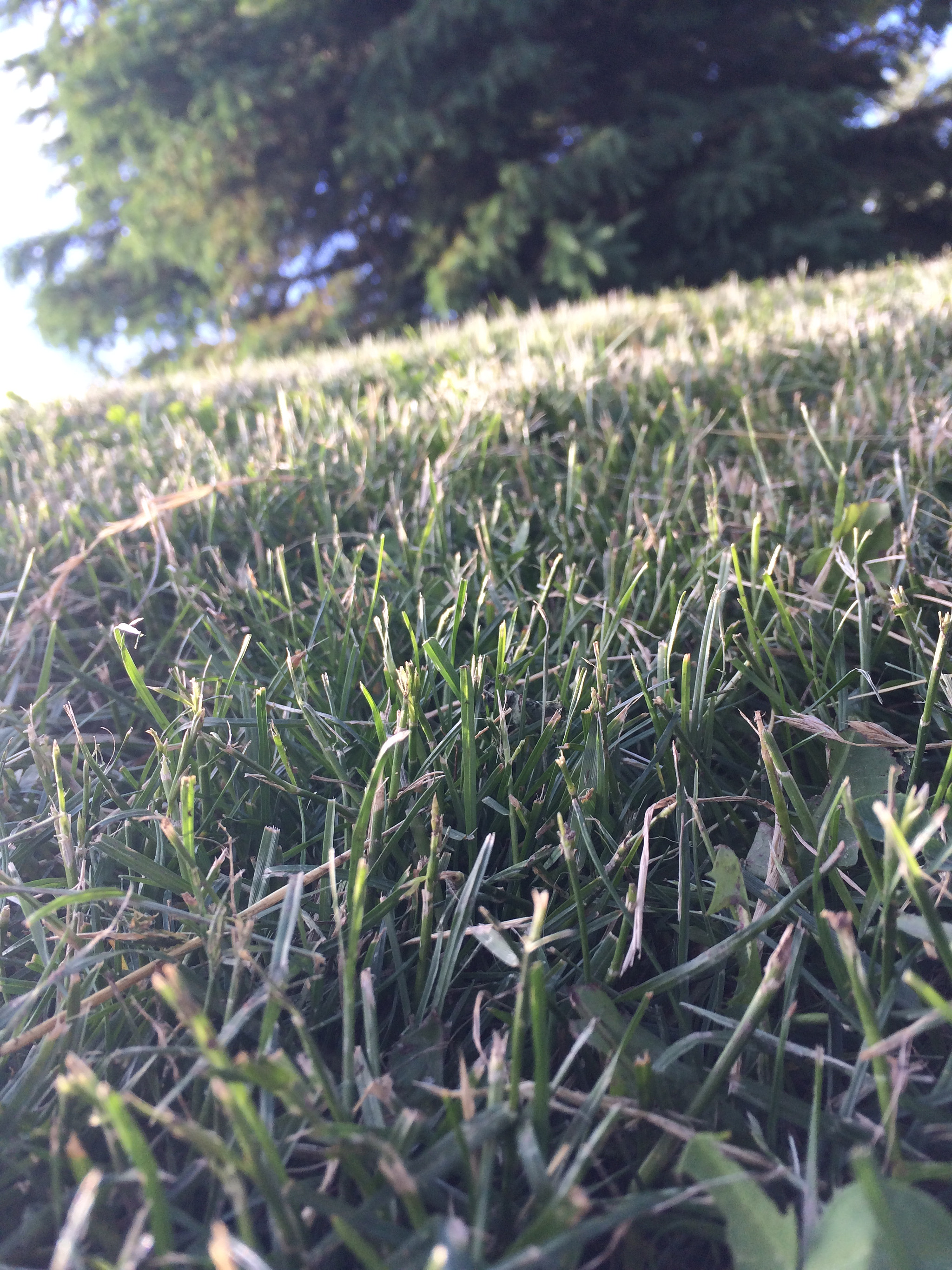 Apple iPhone6,2 sample photo. Canadian grass photography