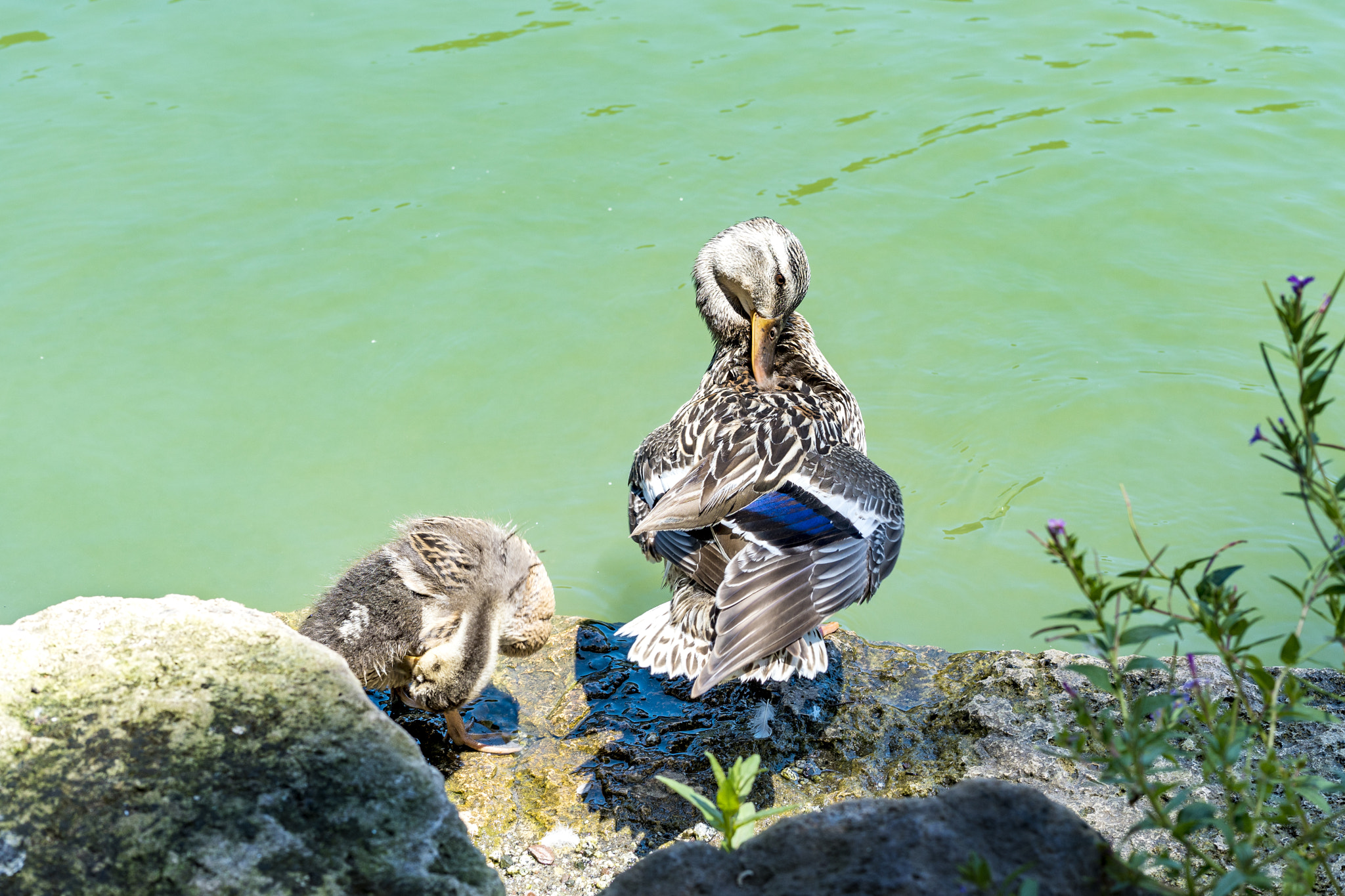 Sony a6300 + E 60mm F2.8 sample photo. Ducks bathing 2878 photography