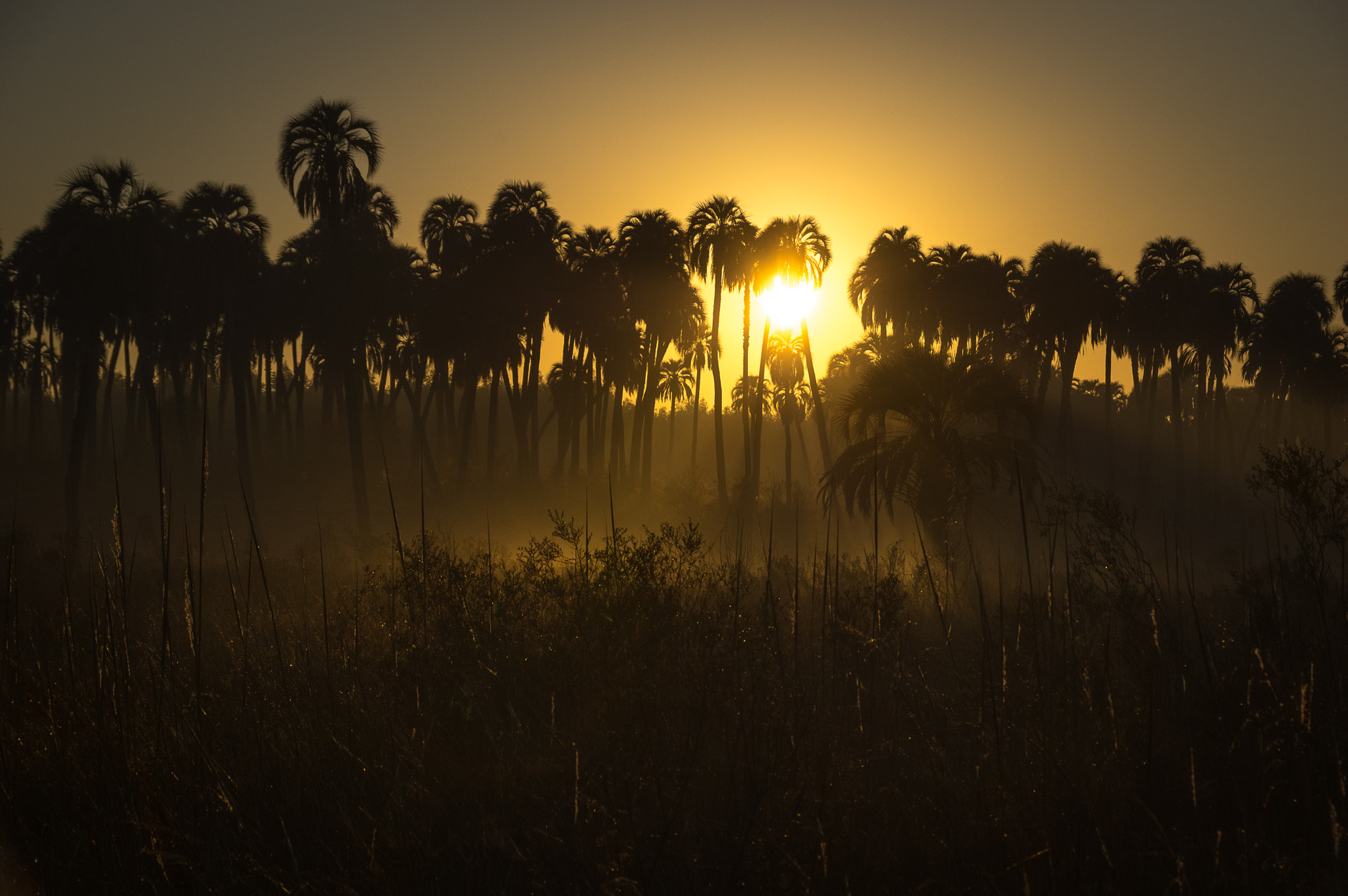 Sigma 18-300mm F3.5-6.3 DC Macro HSM sample photo. Palms dusk photography