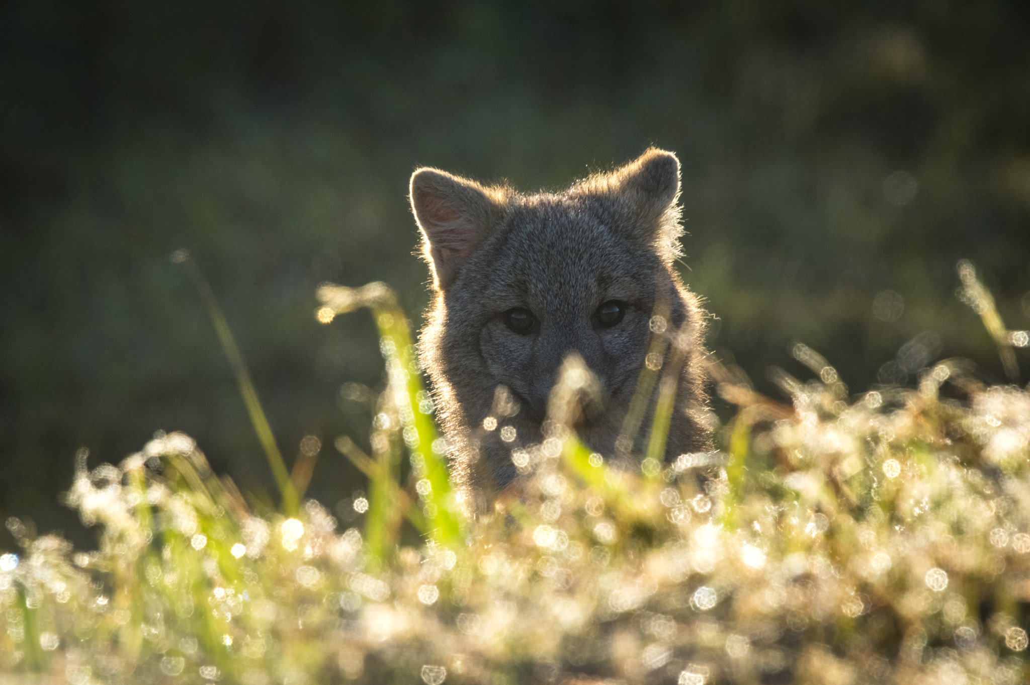 Sigma 50-500mm F4.5-6.3 DG OS HSM sample photo. Foxing photography