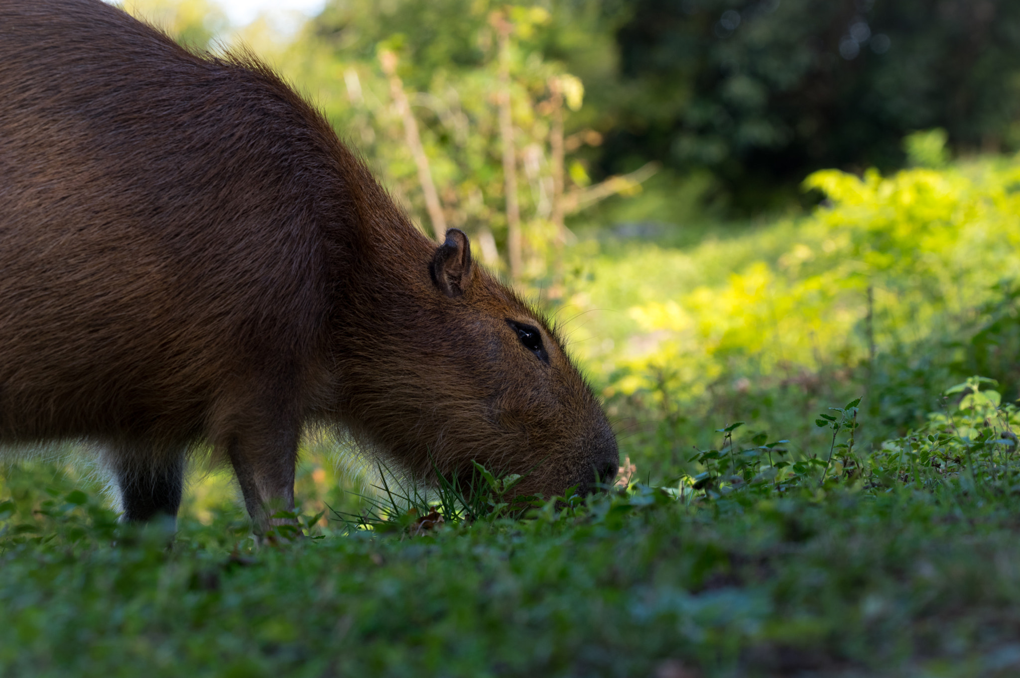 Sigma 50-500mm F4.5-6.3 DG OS HSM sample photo. Peaceful photography