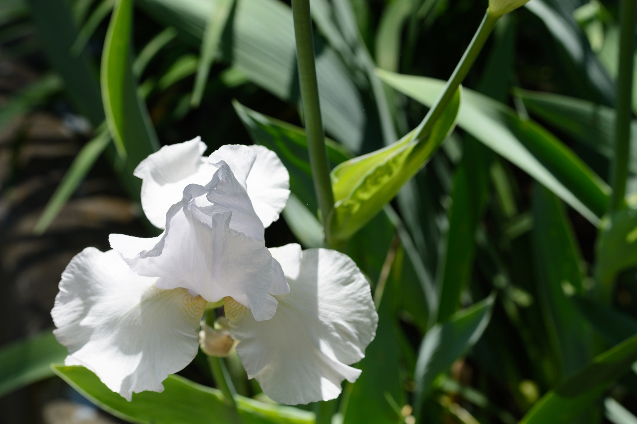 Sigma 50-150mm F2.8 EX APO DC OS HSM sample photo. White iris 1 photography
