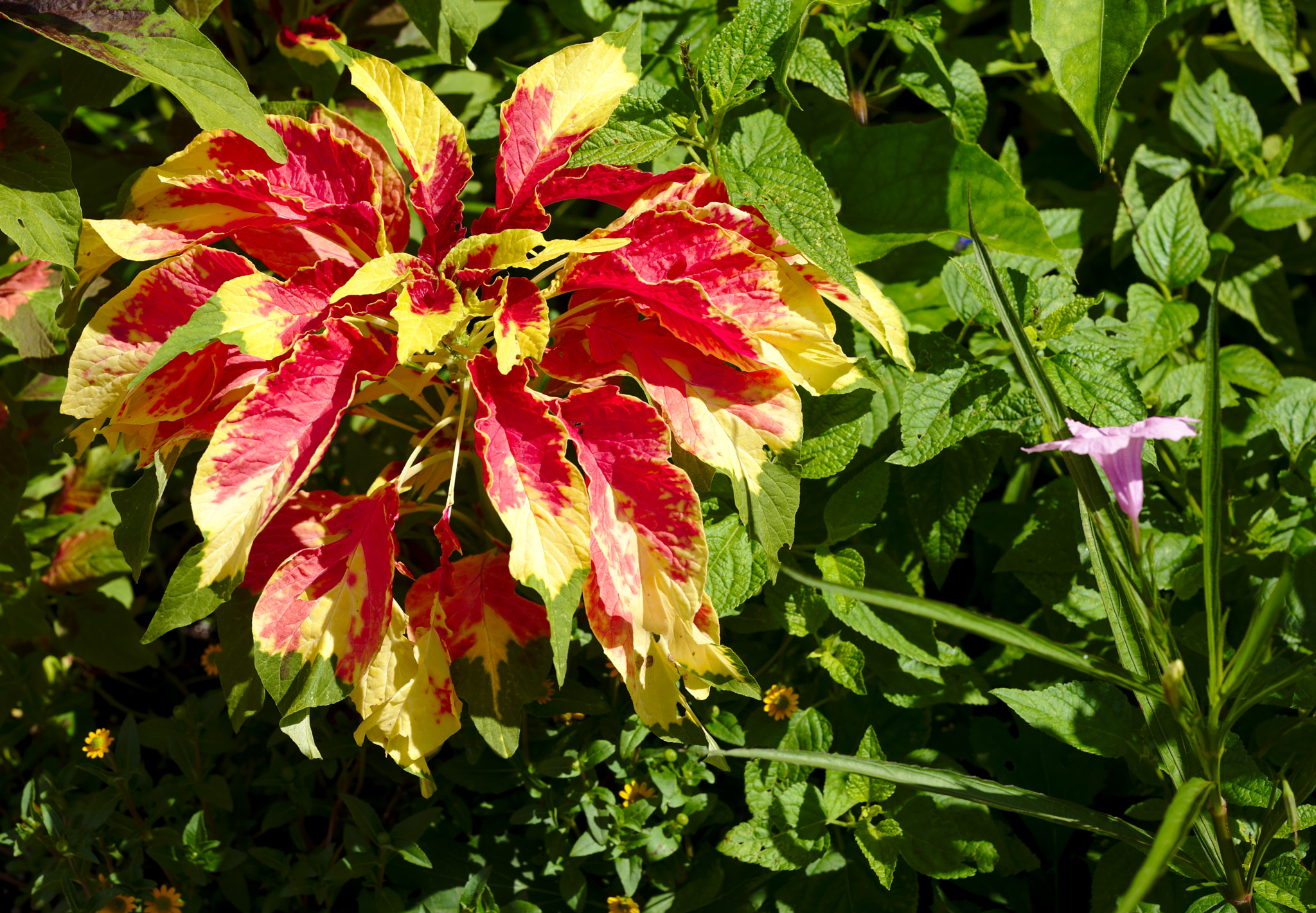 Manual Lens No CPU sample photo. Red and green bromelaide photography