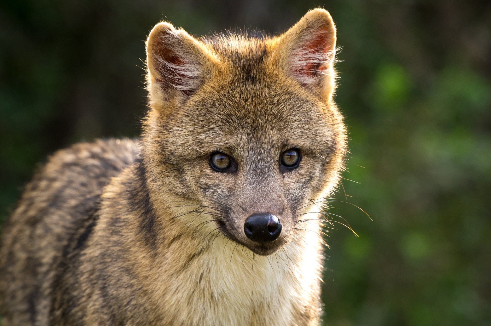 Sigma 50-500mm F4.5-6.3 DG OS HSM sample photo. Fox attitude photography