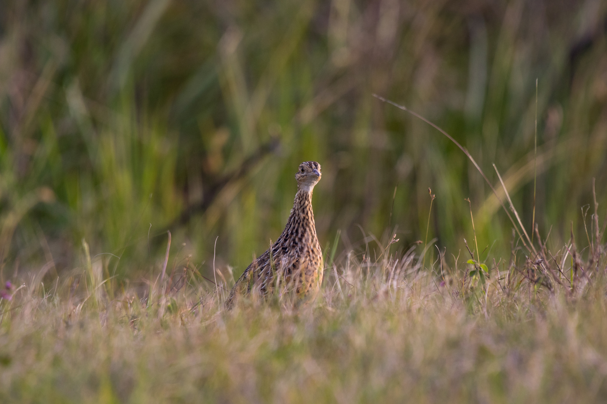 Sigma 50-500mm F4.5-6.3 DG OS HSM sample photo. Partridge photography