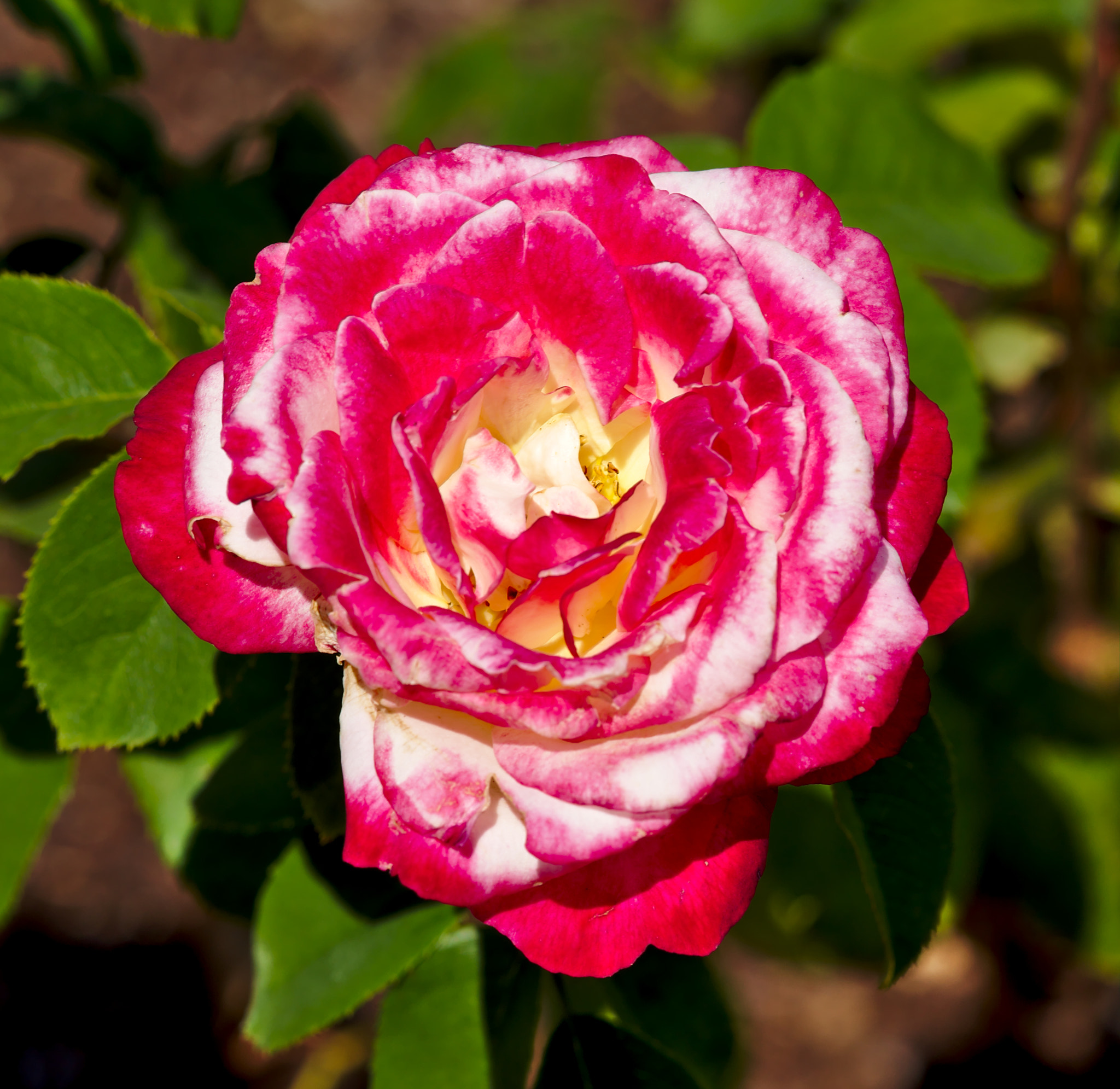 Nikon D810 + Manual Lens No CPU sample photo. "love and peace" - a hybrid tea rose photography