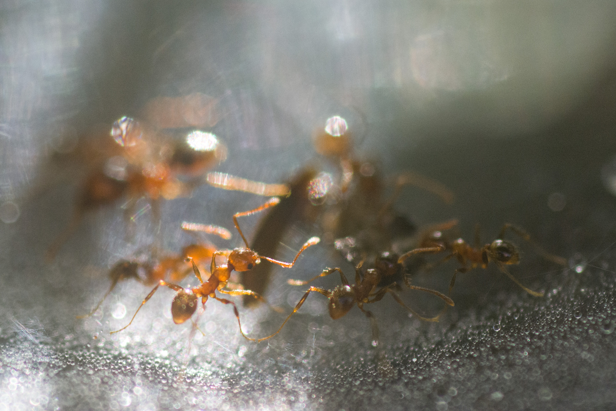 Nikon D5200 + AF Micro-Nikkor 60mm f/2.8 sample photo. Ants photography