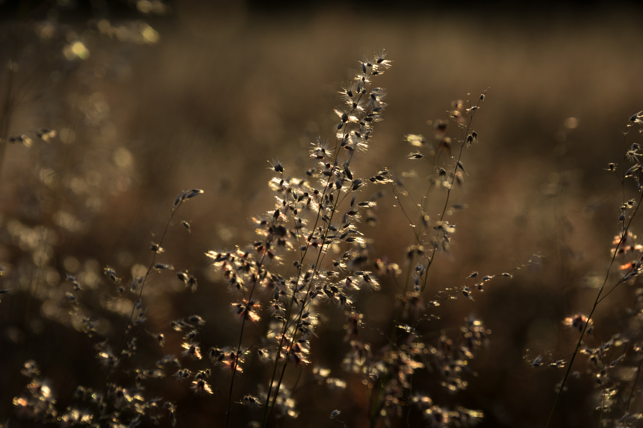 Sigma 18-300mm F3.5-6.3 DC Macro HSM sample photo. Crops photography