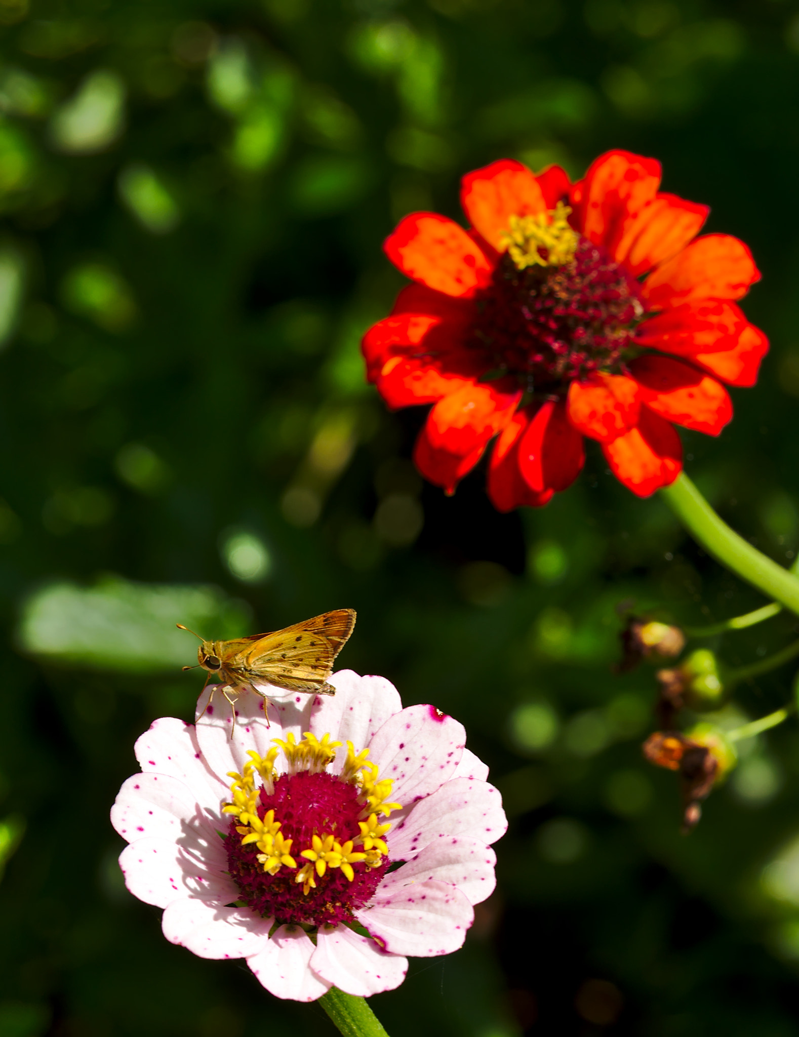 Manual Lens No CPU sample photo. Moth on pink flower photography