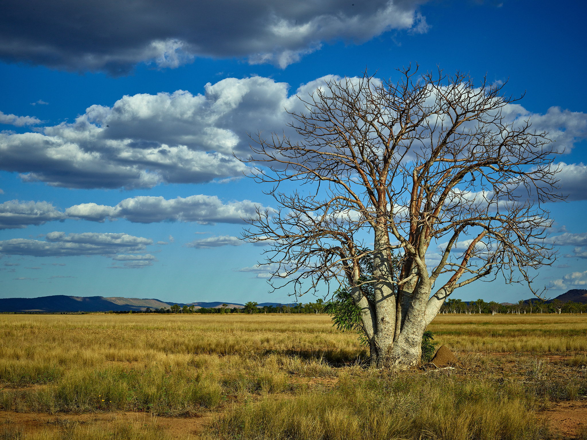 Phase One IQ3 100MP + Schneider LS 80mm f/2.8 sample photo. Native boab tree, kununurra, australia photography