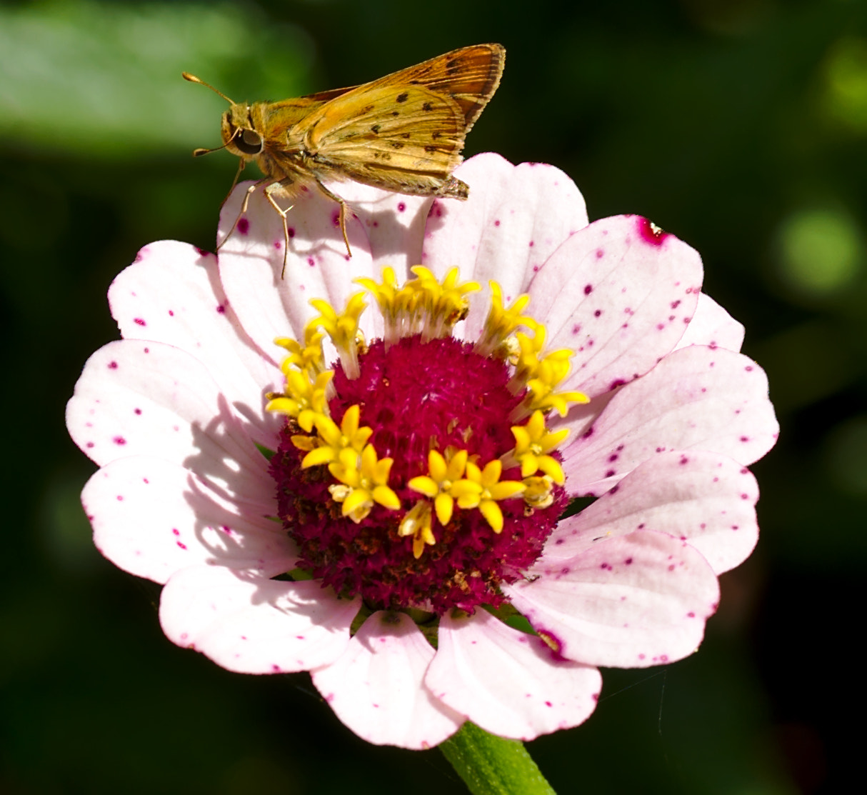 Nikon D810 + Manual Lens No CPU sample photo. Moth on pink zinnia ii photography