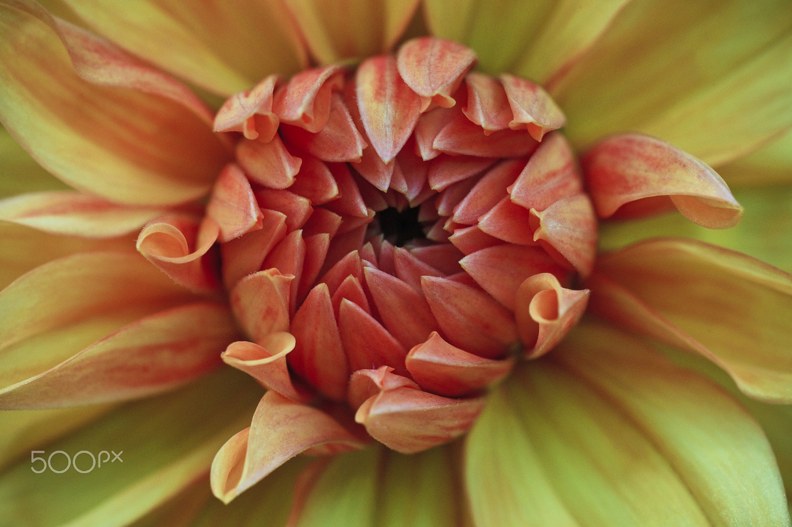 Canon EOS-1D Mark IV sample photo. Untittled photography