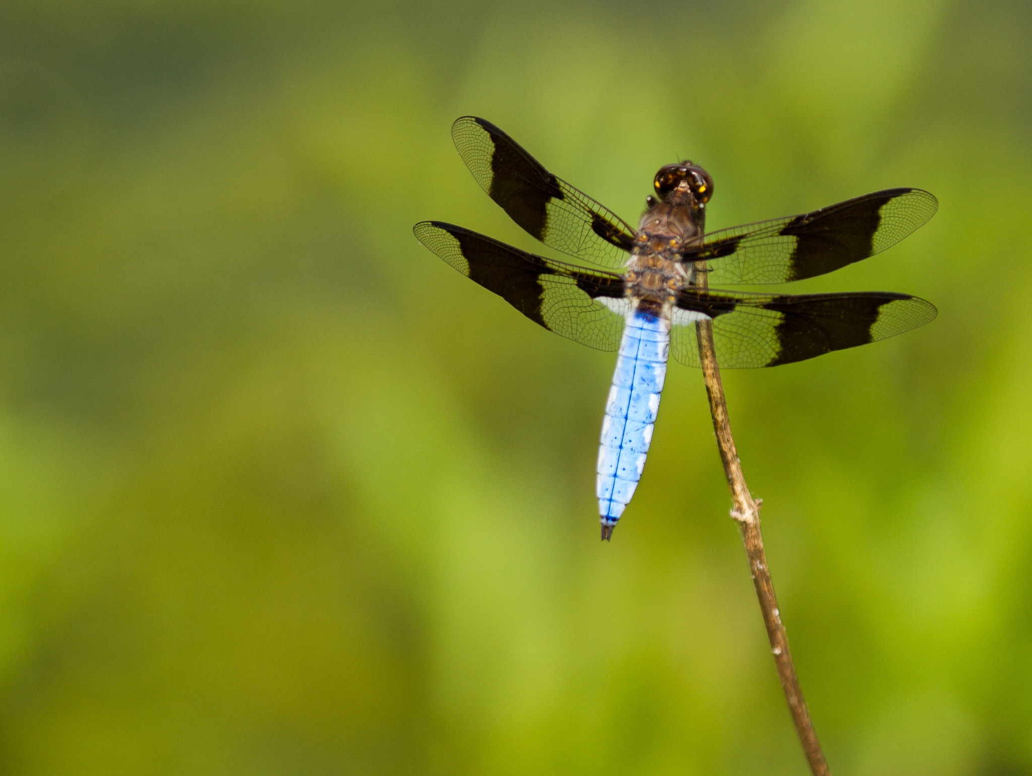 Canon EOS 7D + Canon EF 100-400mm F4.5-5.6L IS II USM sample photo. Dragonfly in rockefeller state park preserve, pleasantville, westchester county, ny. photography