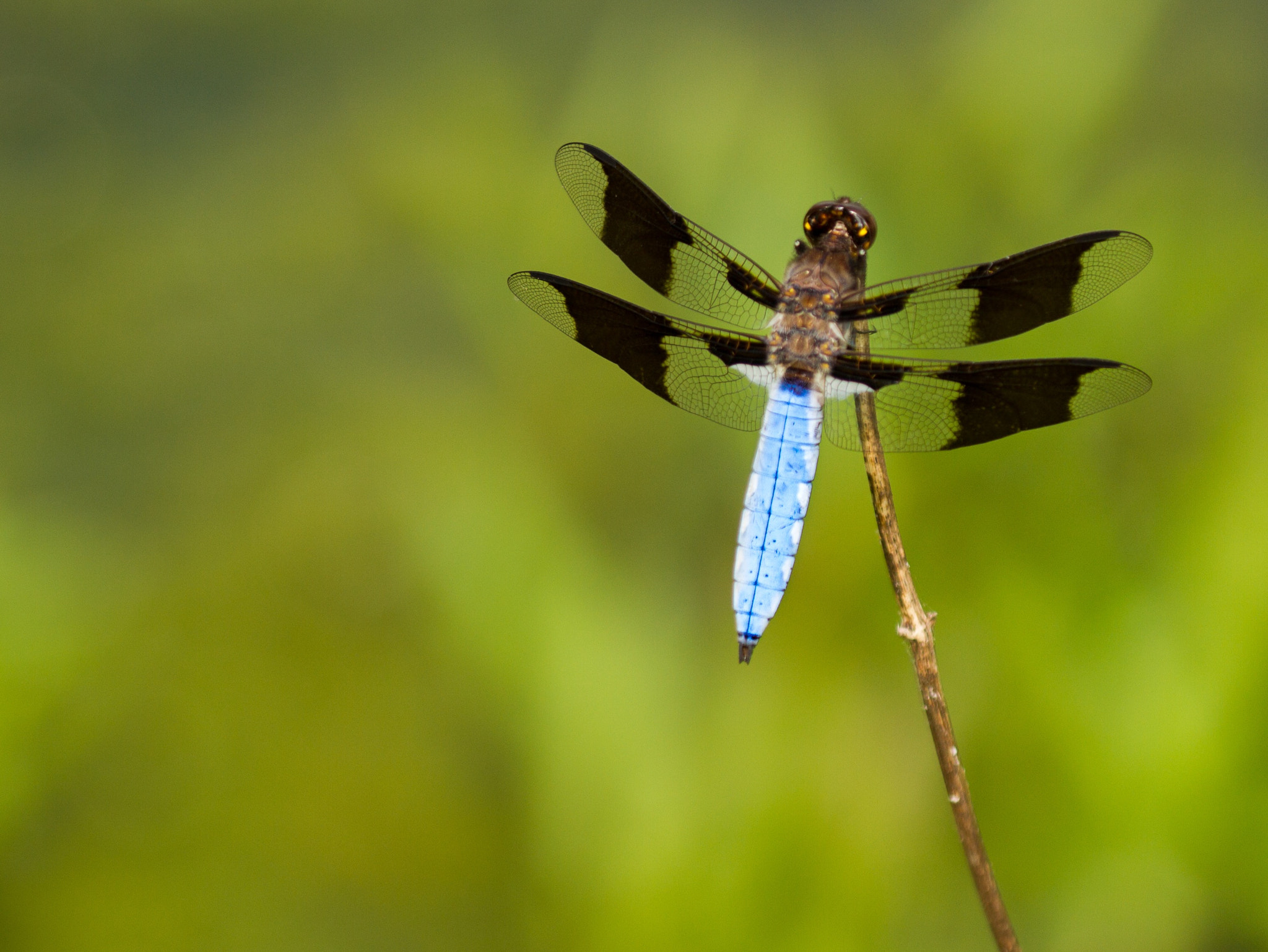 Canon EF 100-400mm F4.5-5.6L IS II USM sample photo. Dragonfly in rockefeller state park preserve, pleasantville, westchester county, ny. photography
