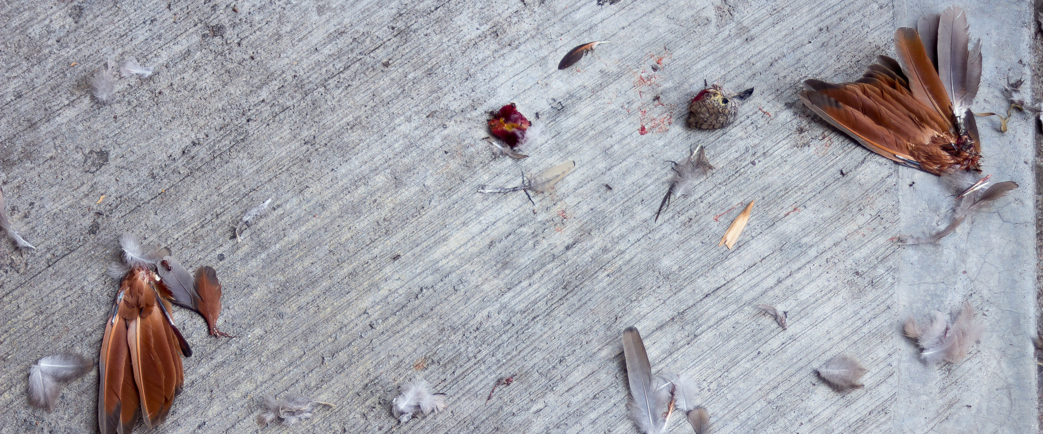 Canon EF 35-80mm f/4-5.6 sample photo. A frame of murder photography