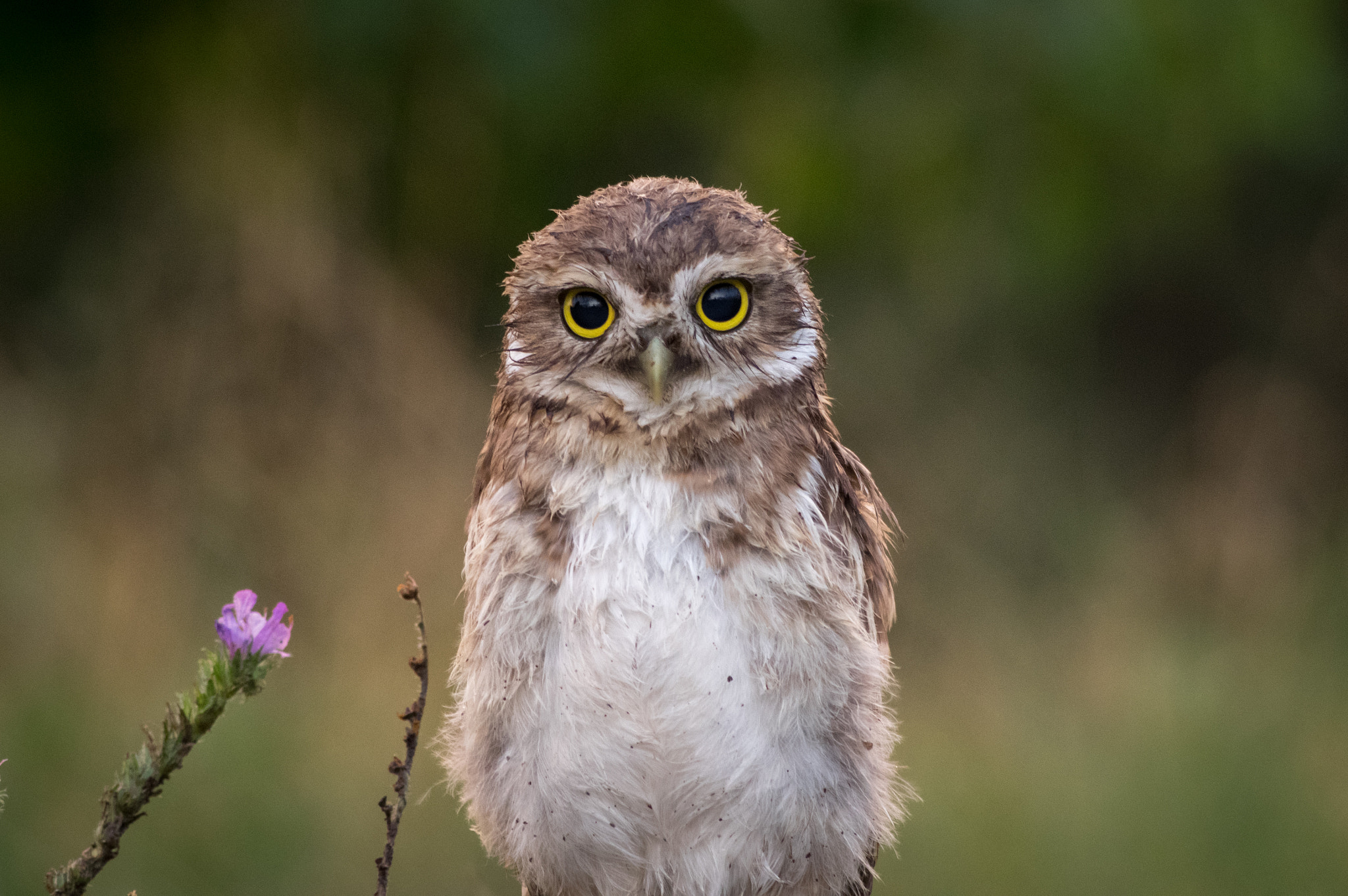 HD Pentax DA 55-300mm F4.0-5.8 ED WR sample photo. Owly photography