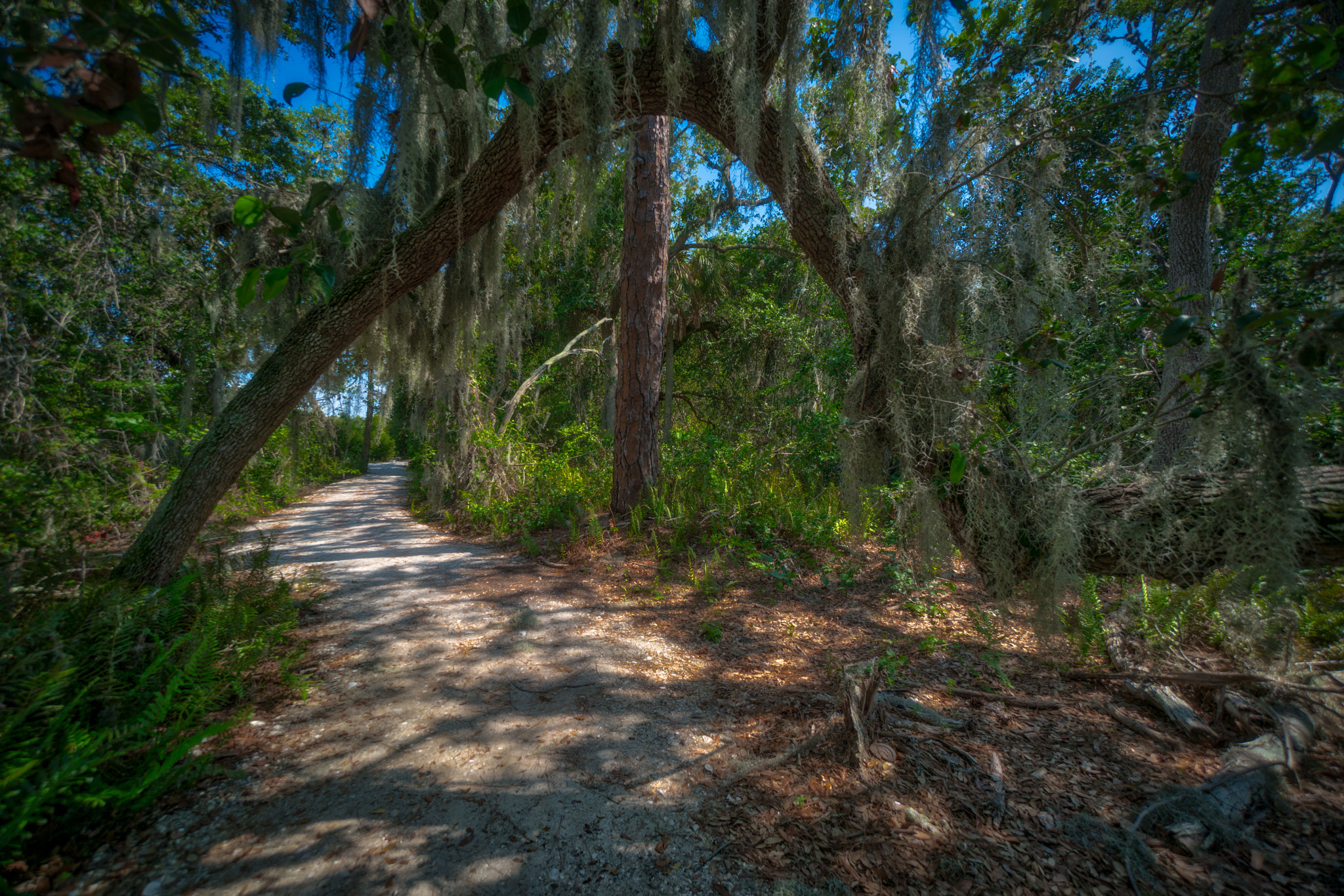 Sony a7R II + Sony E 10-18mm F4 OSS sample photo. Perico preserve path photography