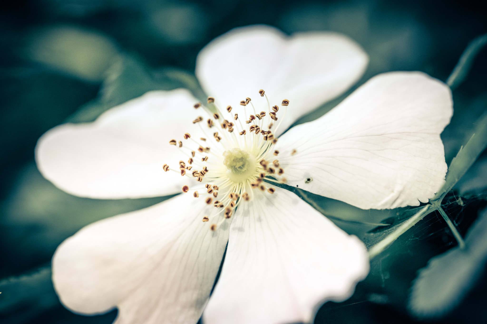 Sony a7 II + 105mm F2.8 sample photo. Flower photography